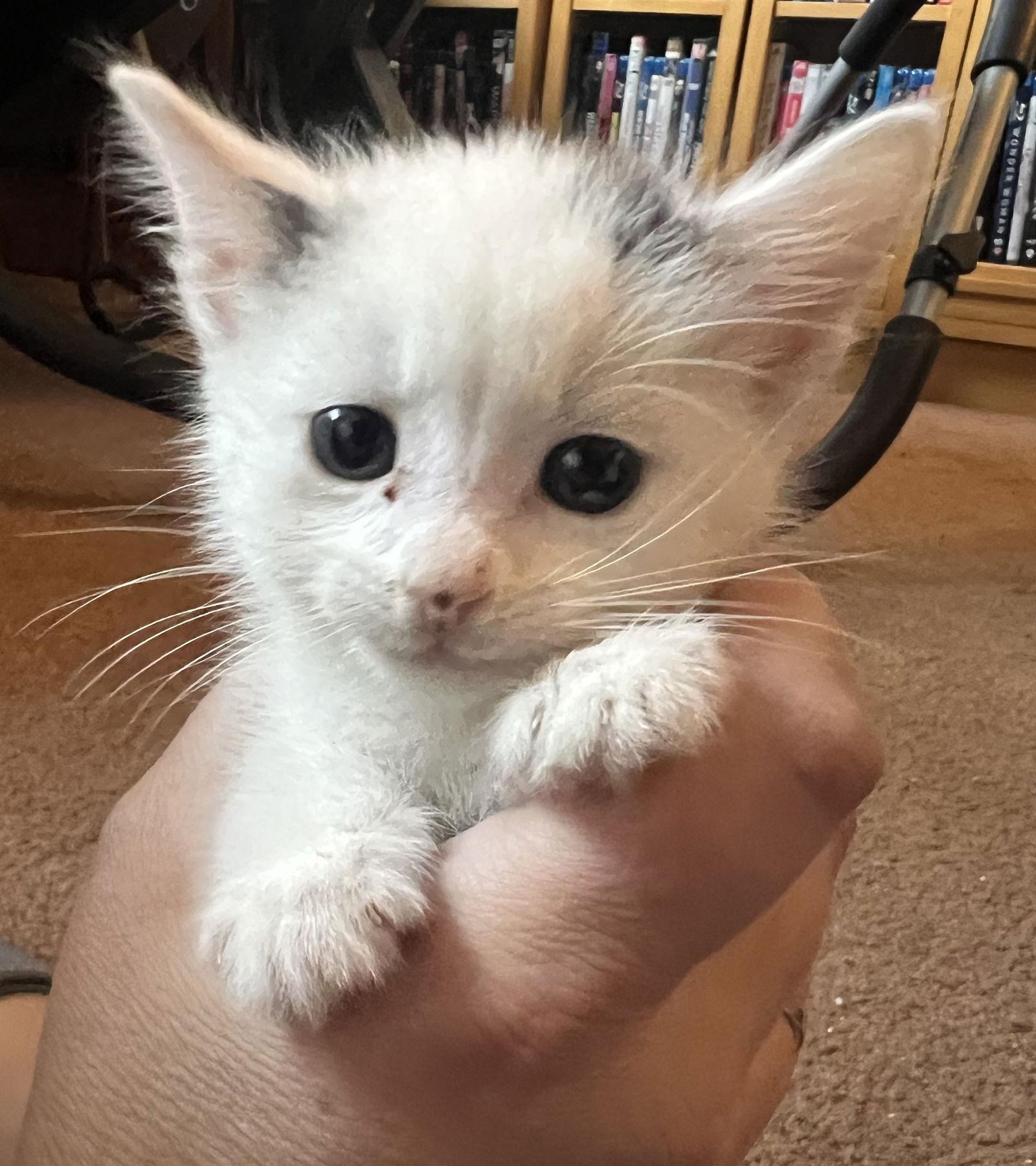 Enlarge Bella, a Adoptable Domestic Short Hair in San Jose, CA image 1/3