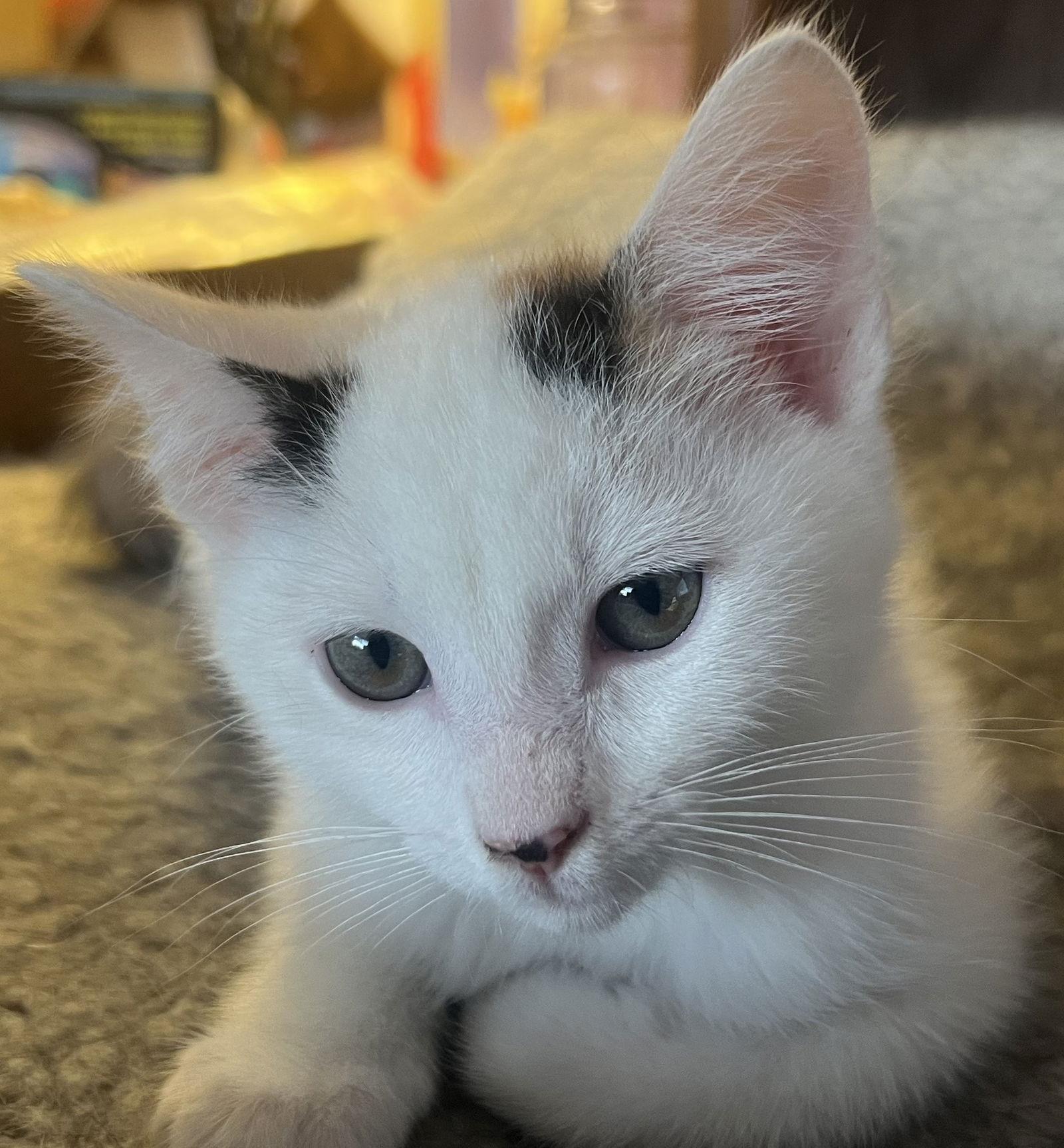 Enlarge Bella, a Adoptable Domestic Short Hair in San Jose, CA image 3/3