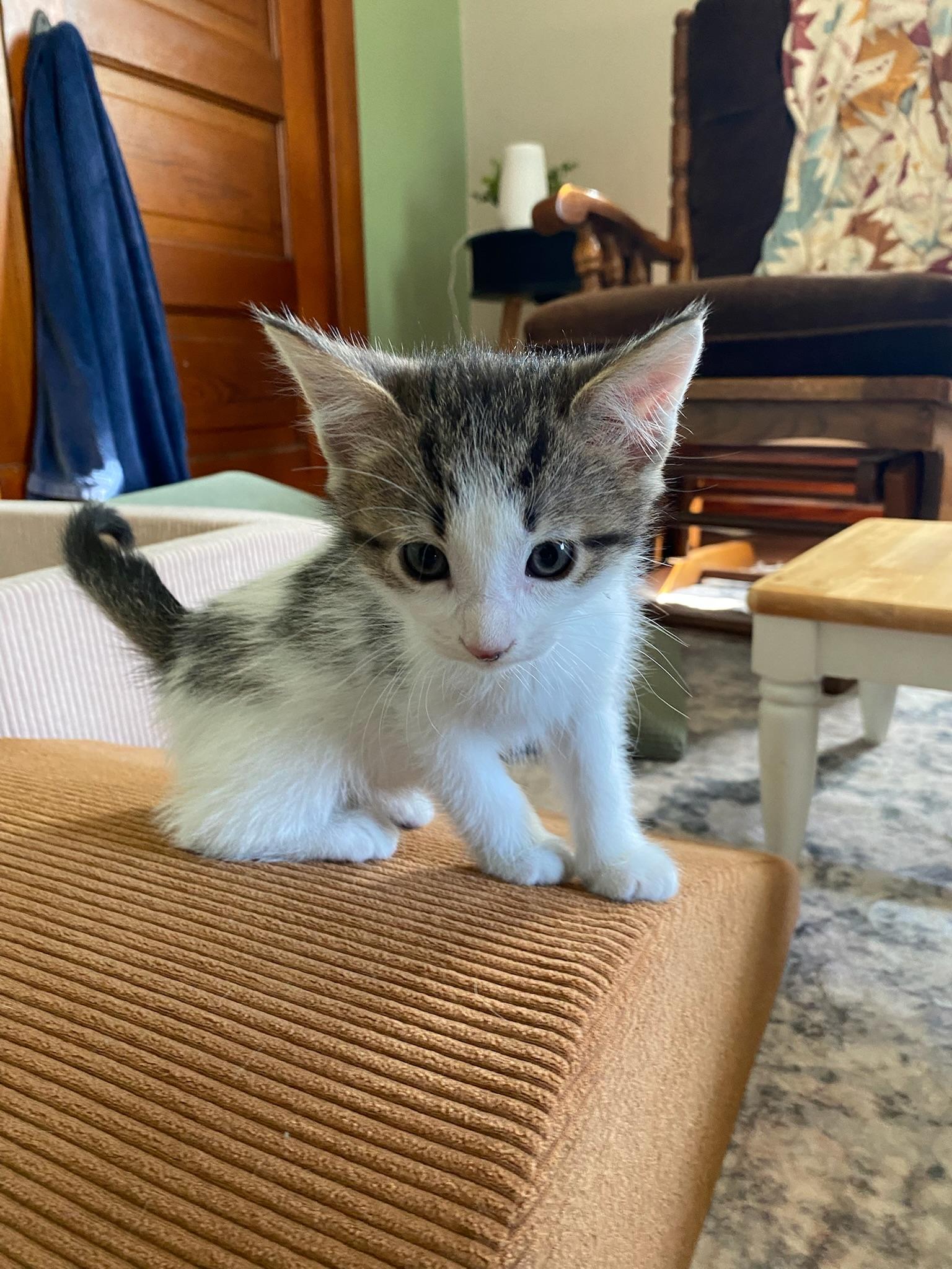 Ceviche, ADOPTABLE, Kitten Male Domestic Short Hair.