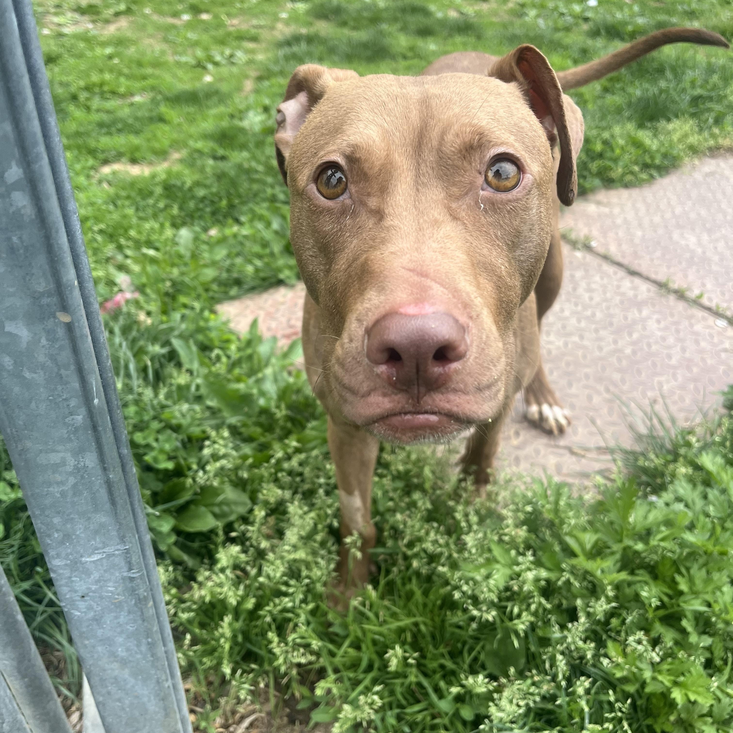 Enlarge Ginger, an adopted Pit Bull Terrier in Yonkers, NY image 5/5