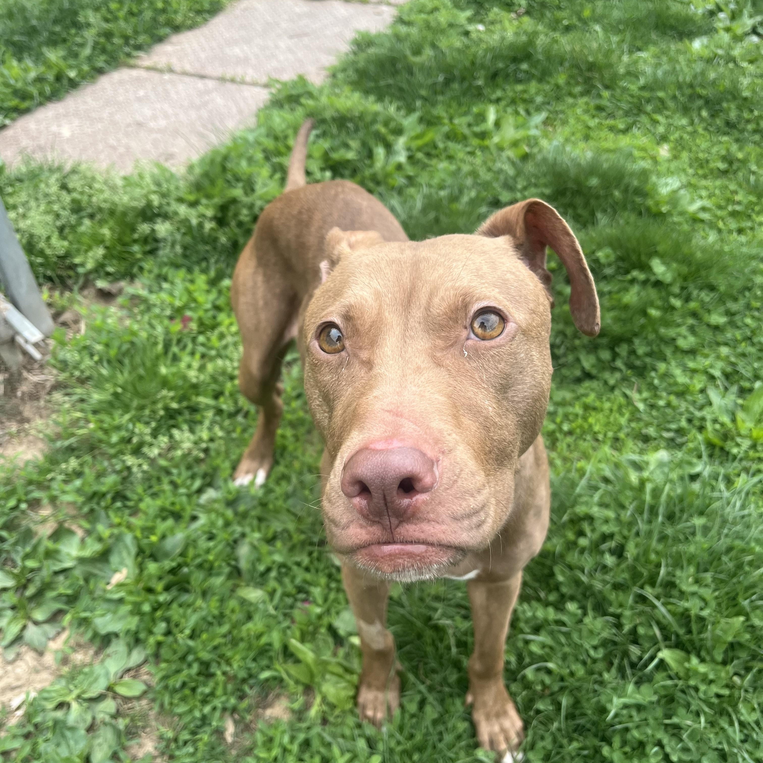 Enlarge Ginger, an adopted Pit Bull Terrier in Yonkers, NY image 3/5