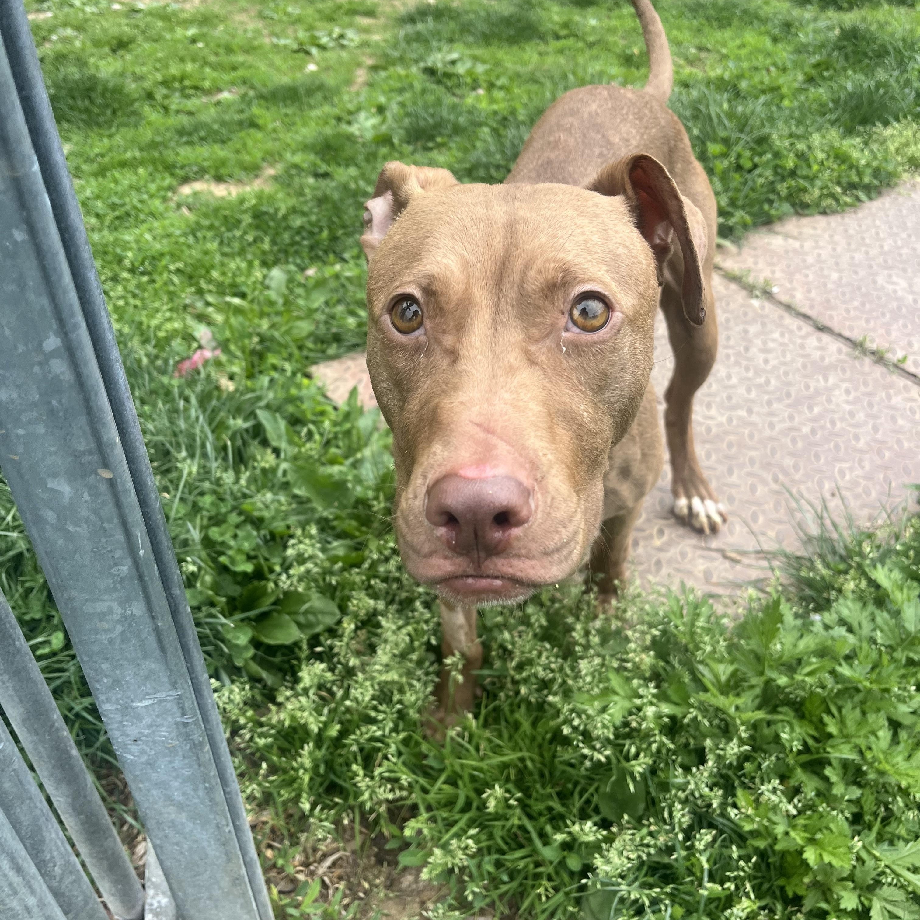 Ginger, adopted, Young Female Pit Bull Terrier.