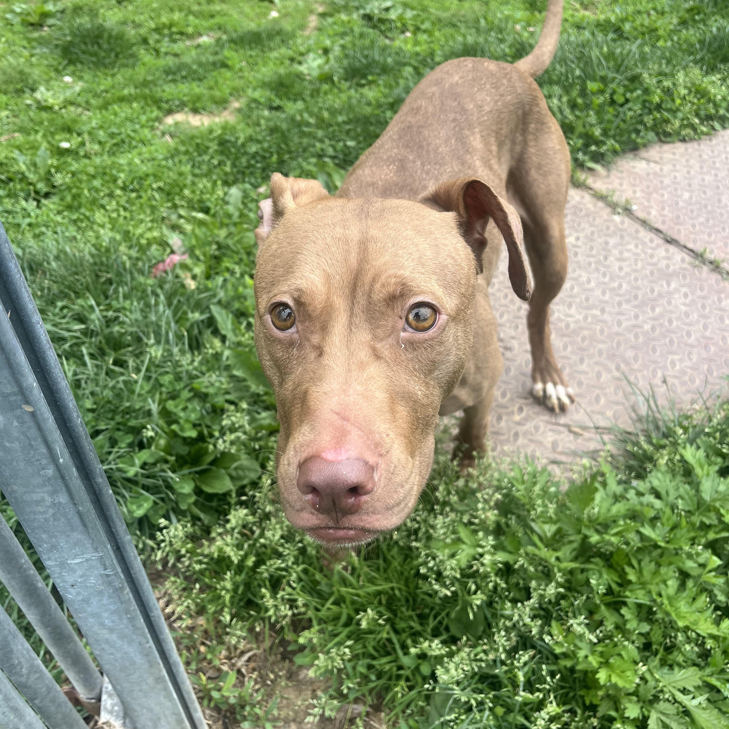 Enlarge Ginger, an adopted Pit Bull Terrier in Yonkers, NY image 4/5