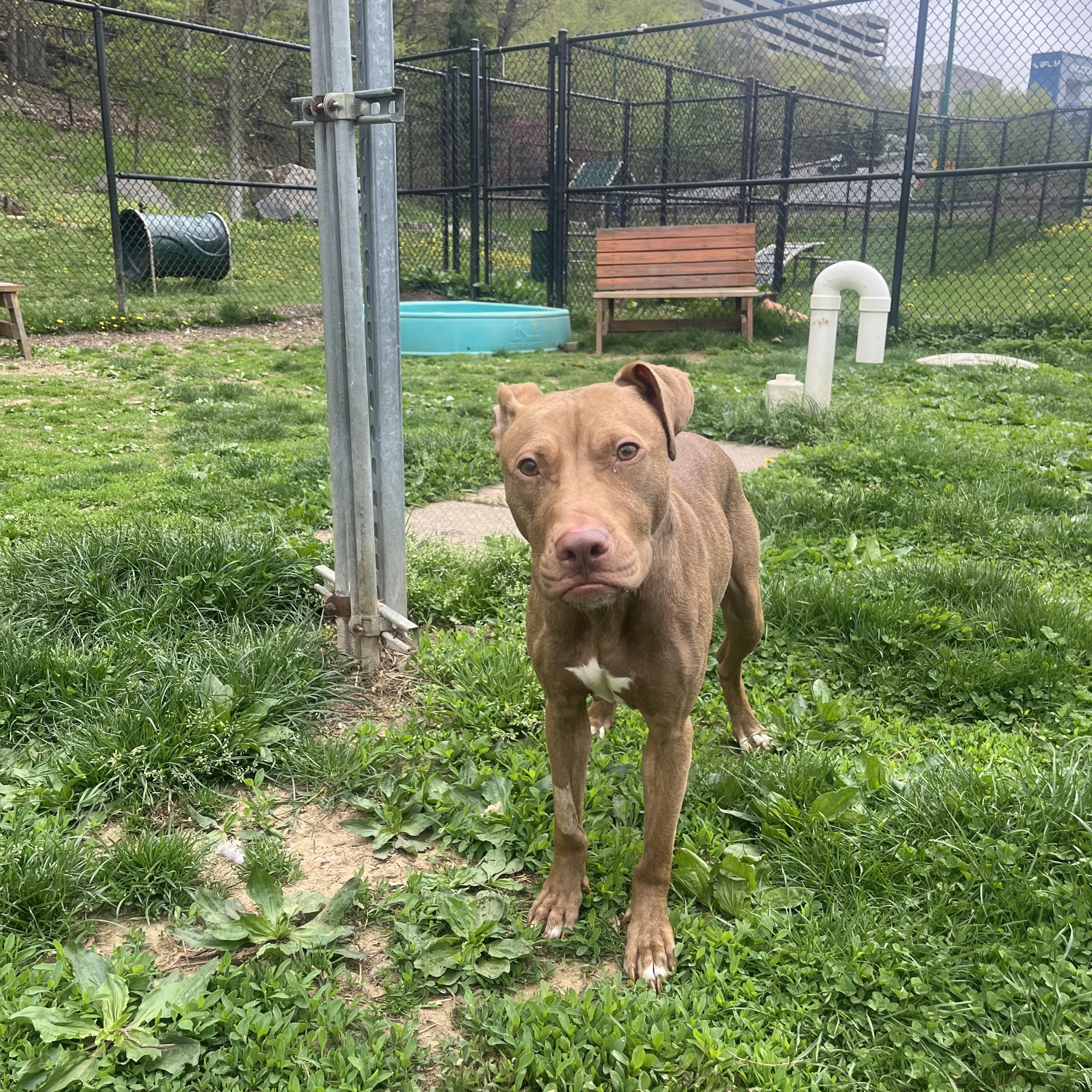 Enlarge Ginger, an adopted Pit Bull Terrier in Yonkers, NY image 2/5