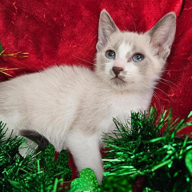 Puffy, Adoptable, Kitten Female Siamese & Snowshoe.