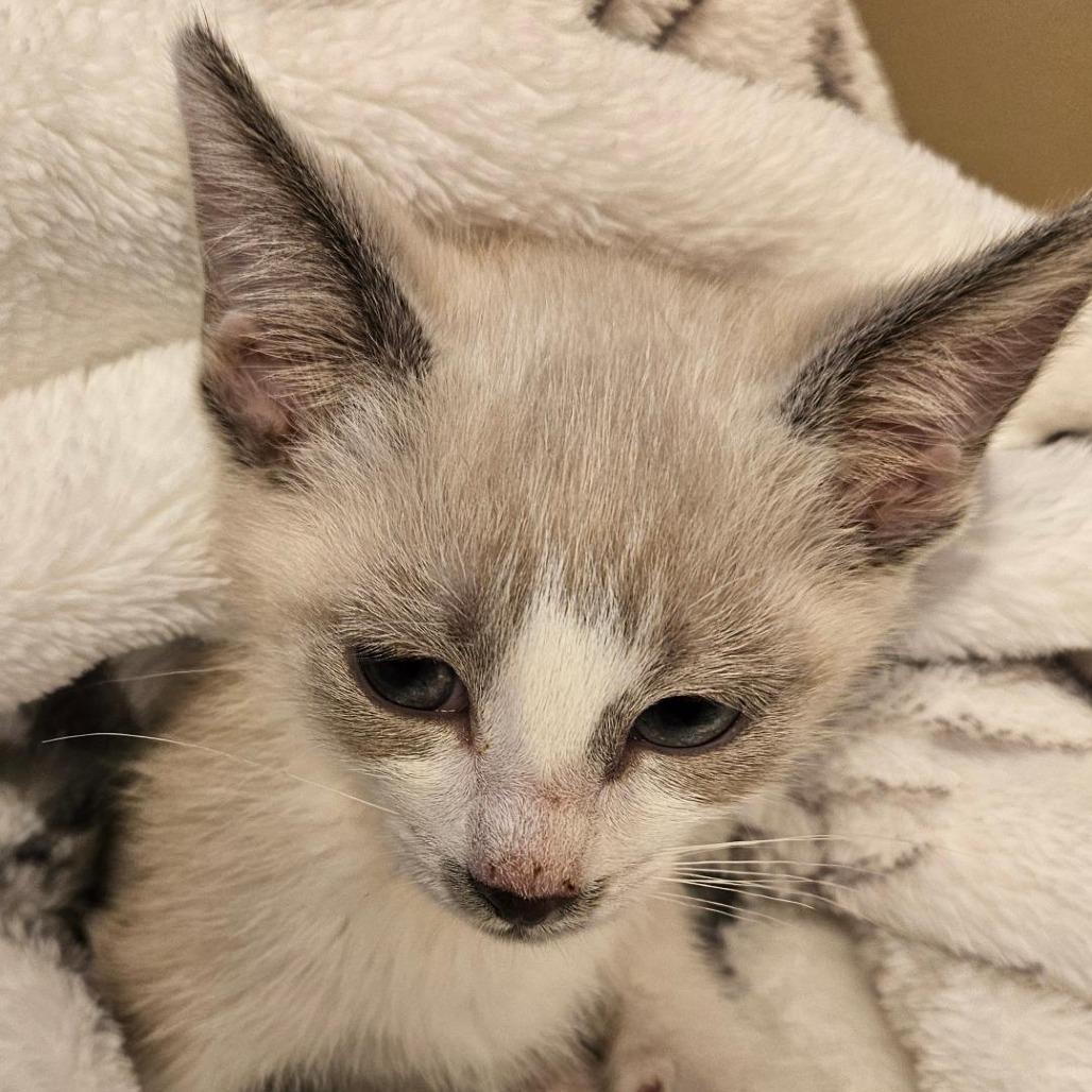 Enlarge Puffy, a Adoptable mixed breed in Agoura Hills, CA image 2/4