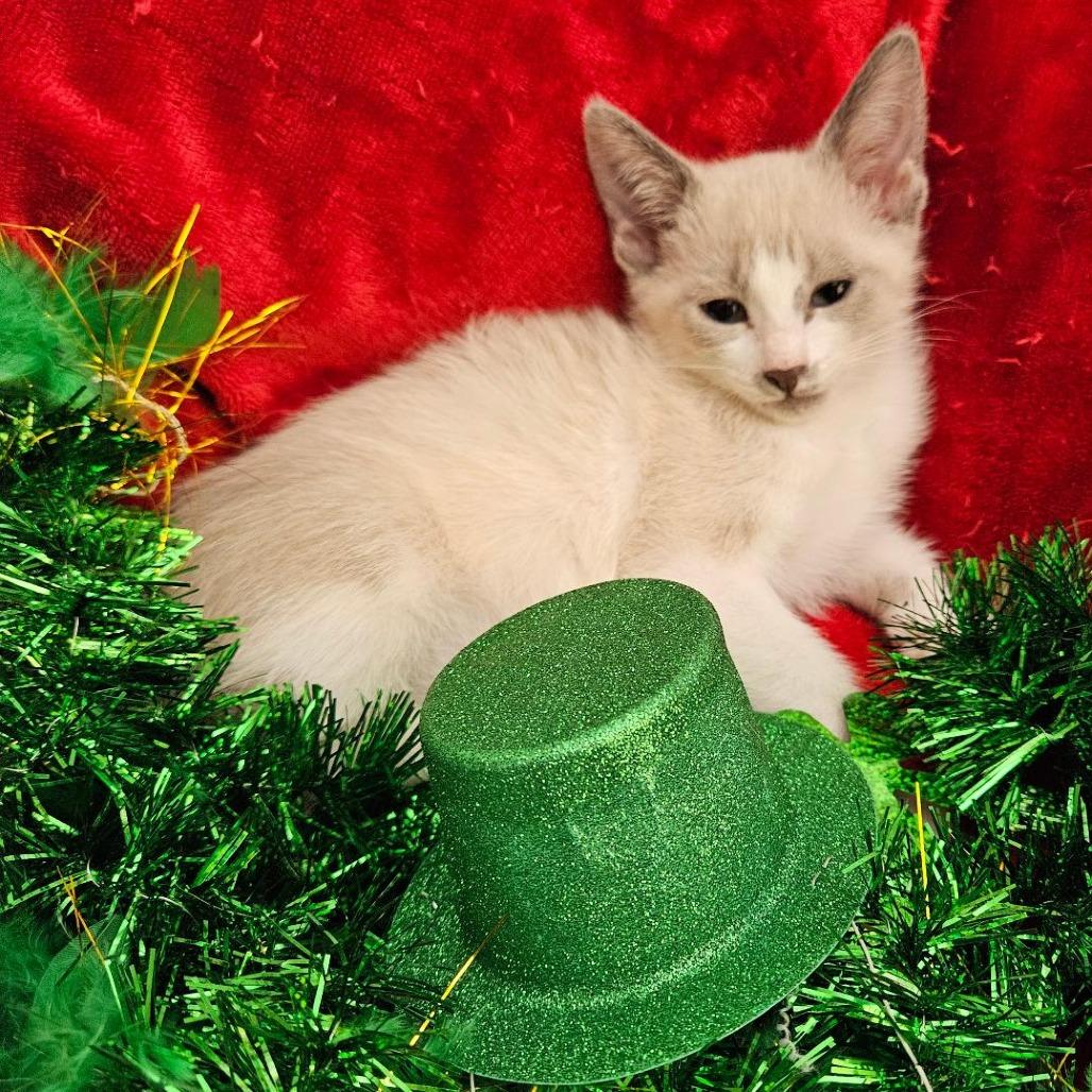 Enlarge Puffy, a Adoptable mixed breed in Agoura Hills, CA image 3/4