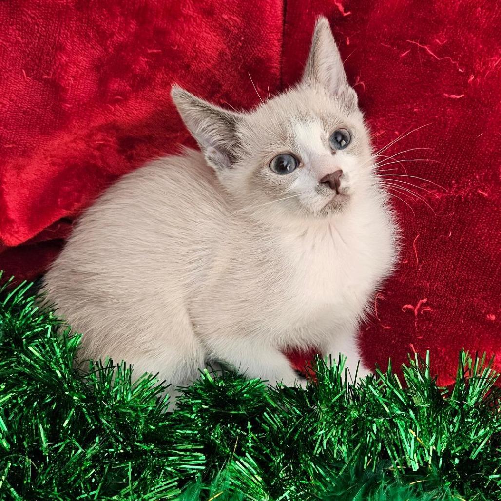 Enlarge Puffy, a Adoptable mixed breed in Agoura Hills, CA image 4/4