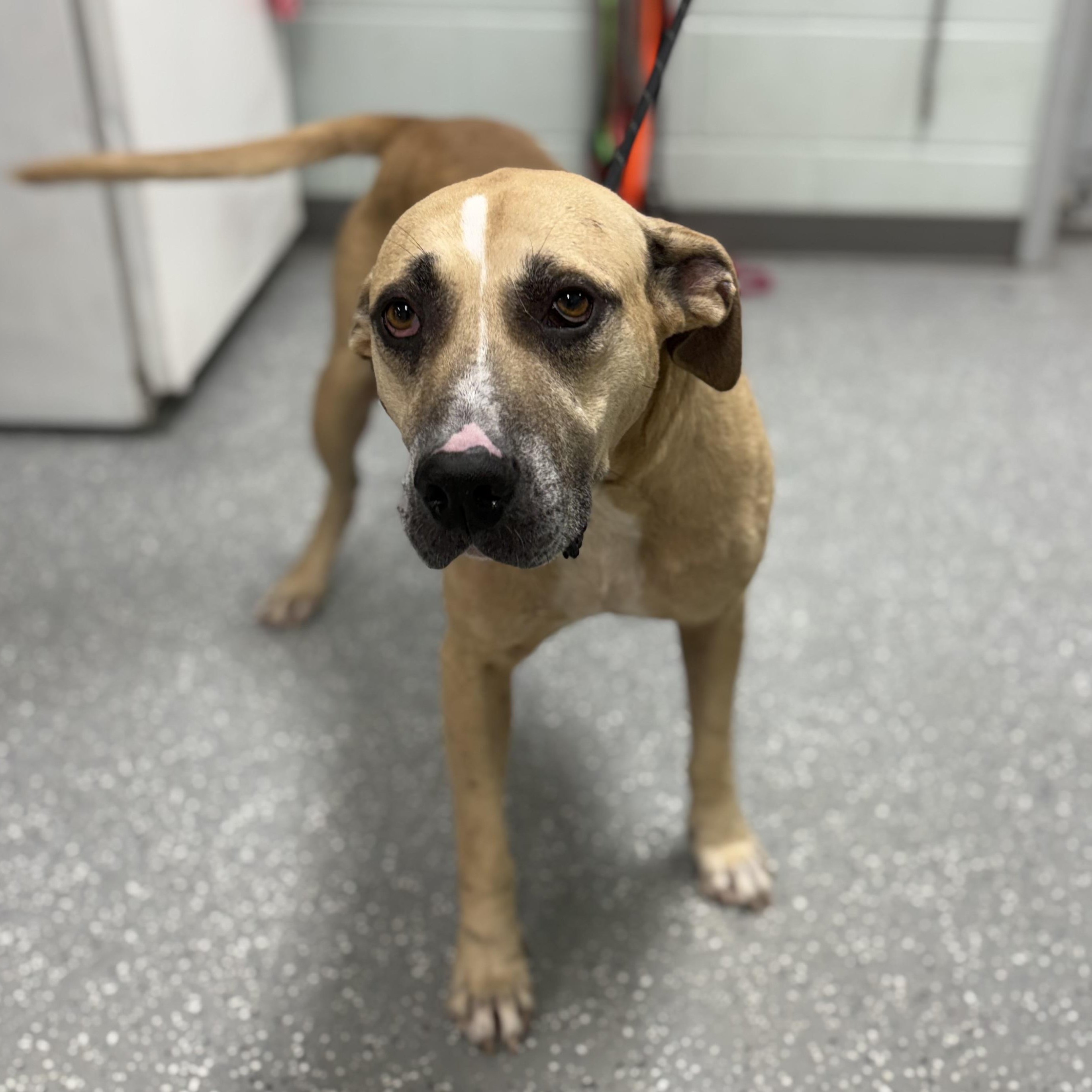 Enlarge Leo, a Adoptable mixed breed in Bardstown, KY image 5/5