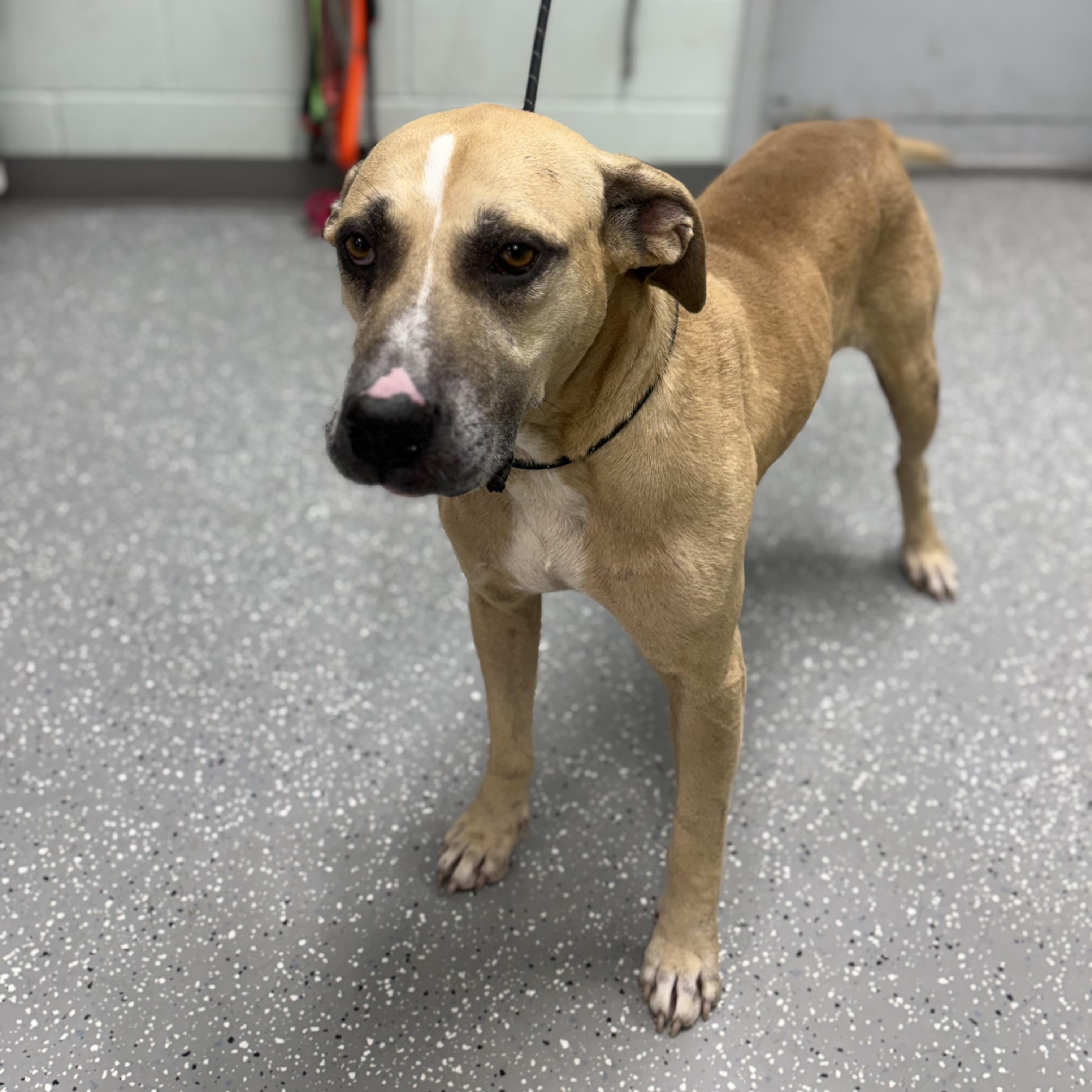Enlarge Leo, a Adoptable mixed breed in Bardstown, KY image 2/5