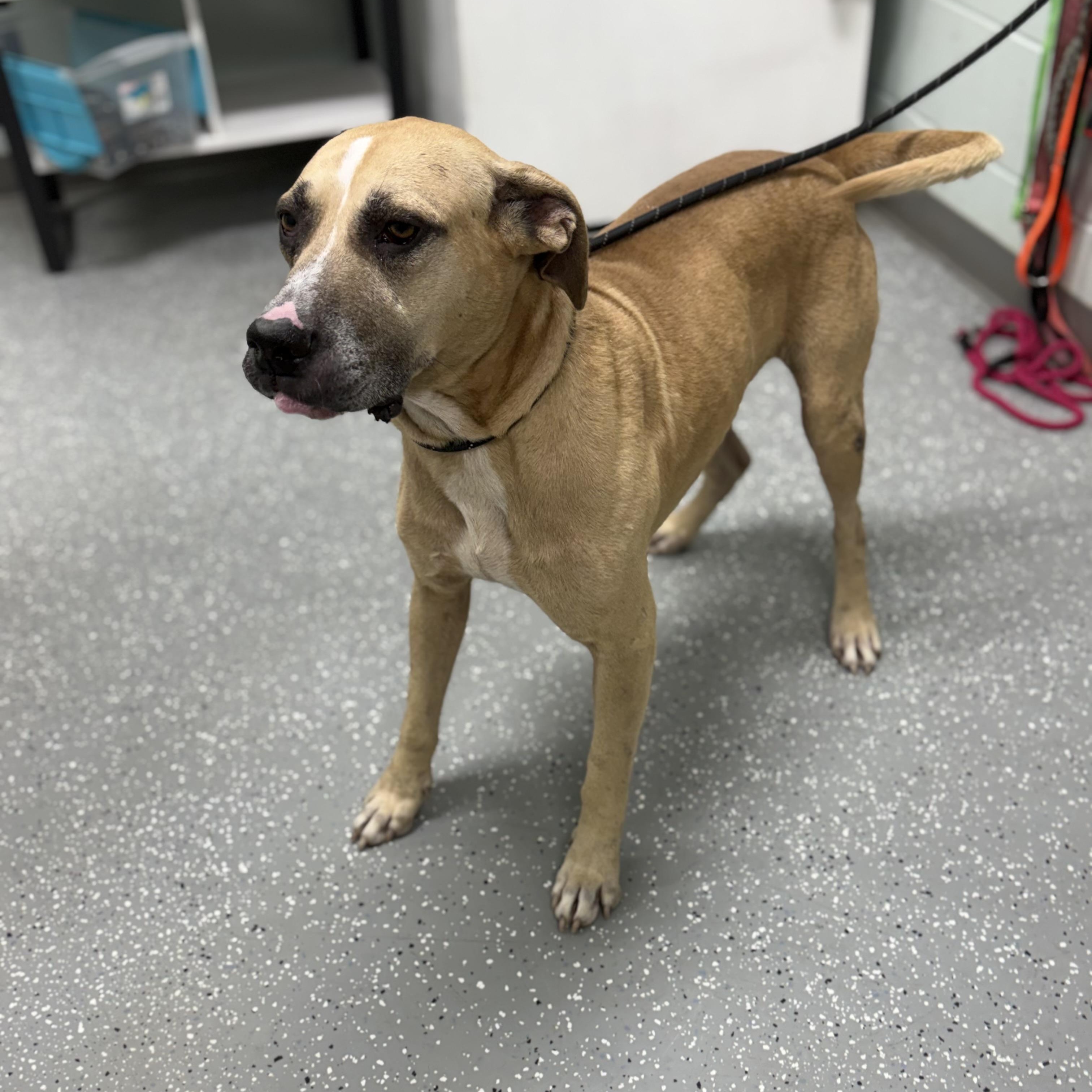Enlarge Leo, a Adoptable mixed breed in Bardstown, KY image 3/5