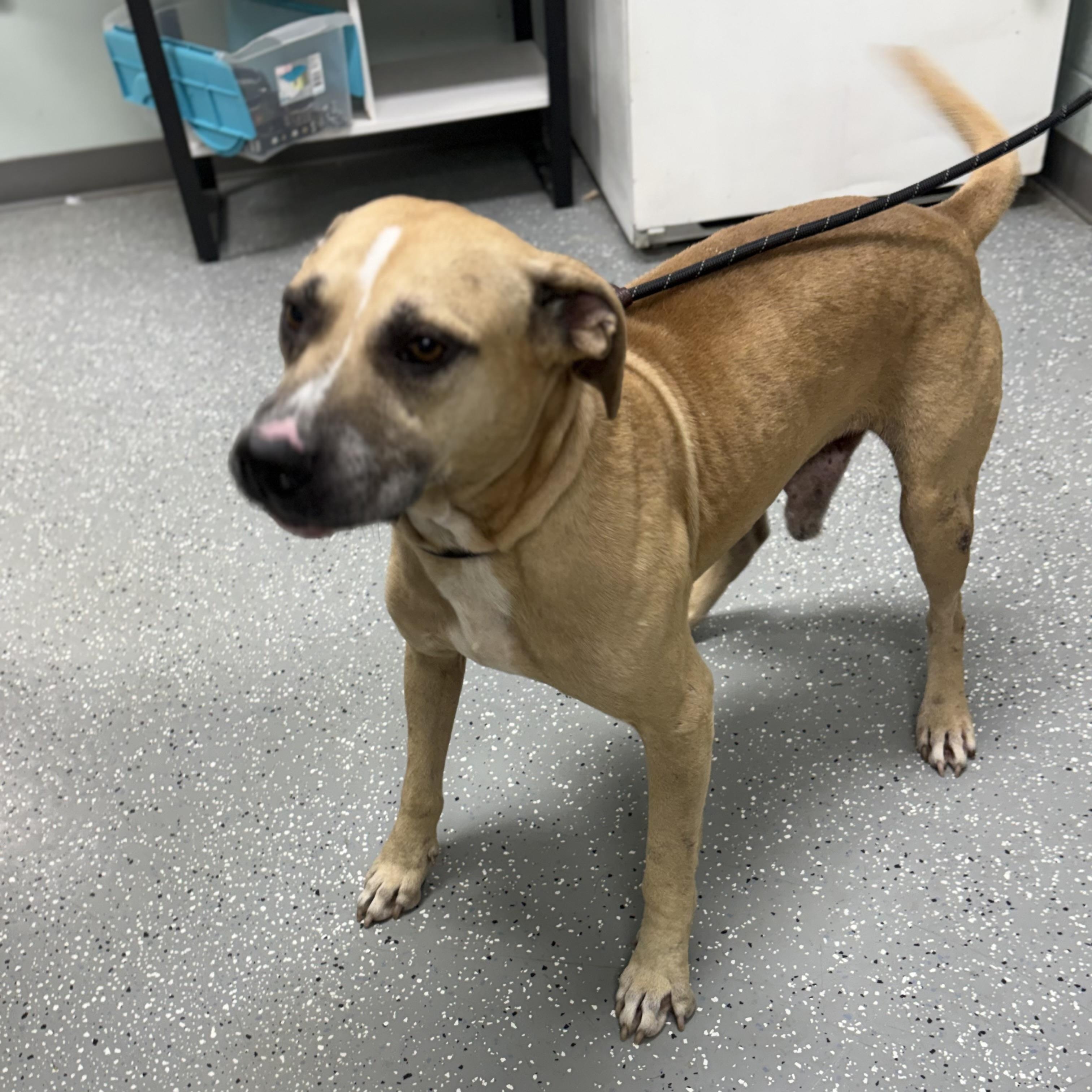 Enlarge Leo, a Adoptable mixed breed in Bardstown, KY image 4/5
