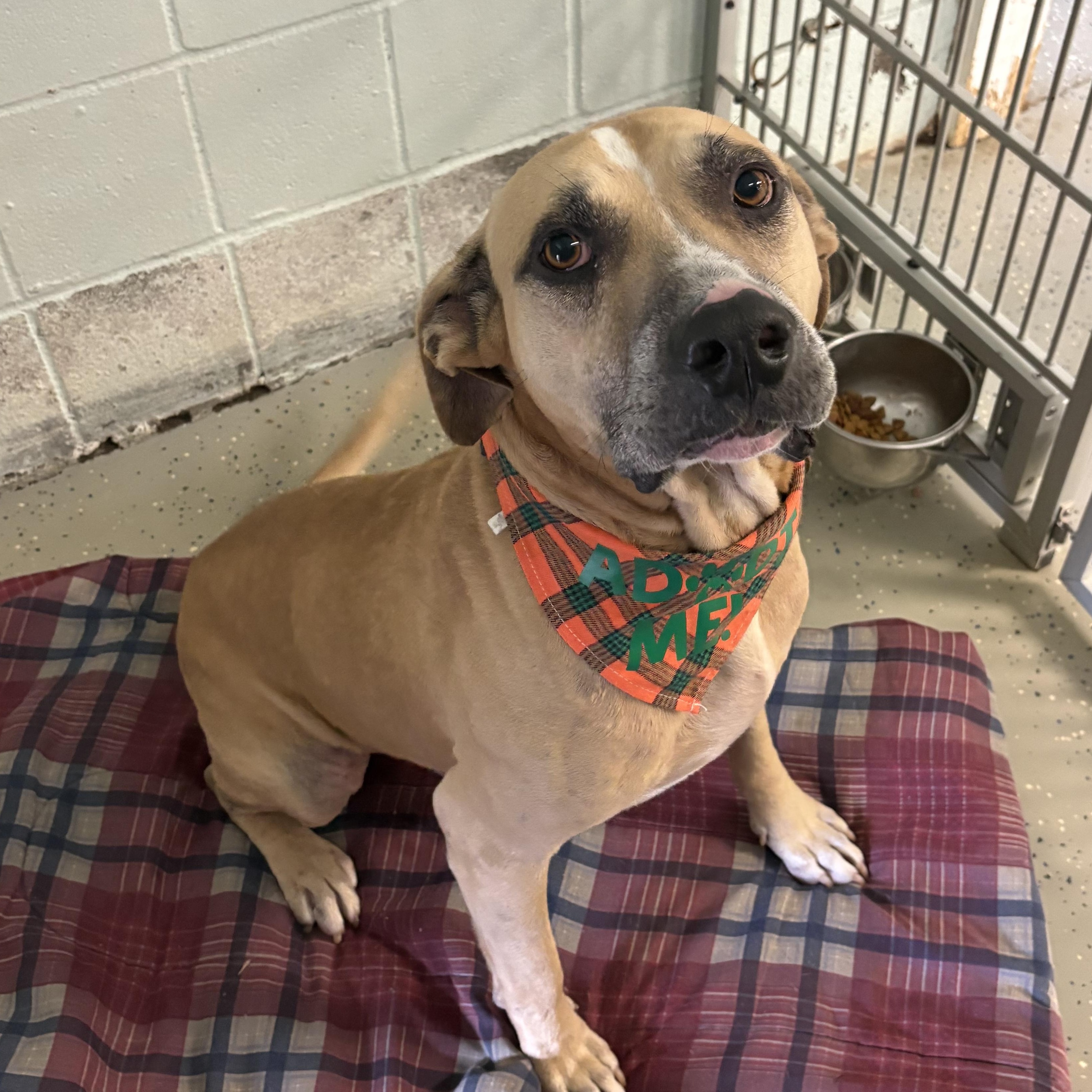 Enlarge Leo, a Adoptable mixed breed in Bardstown, KY image 1/5