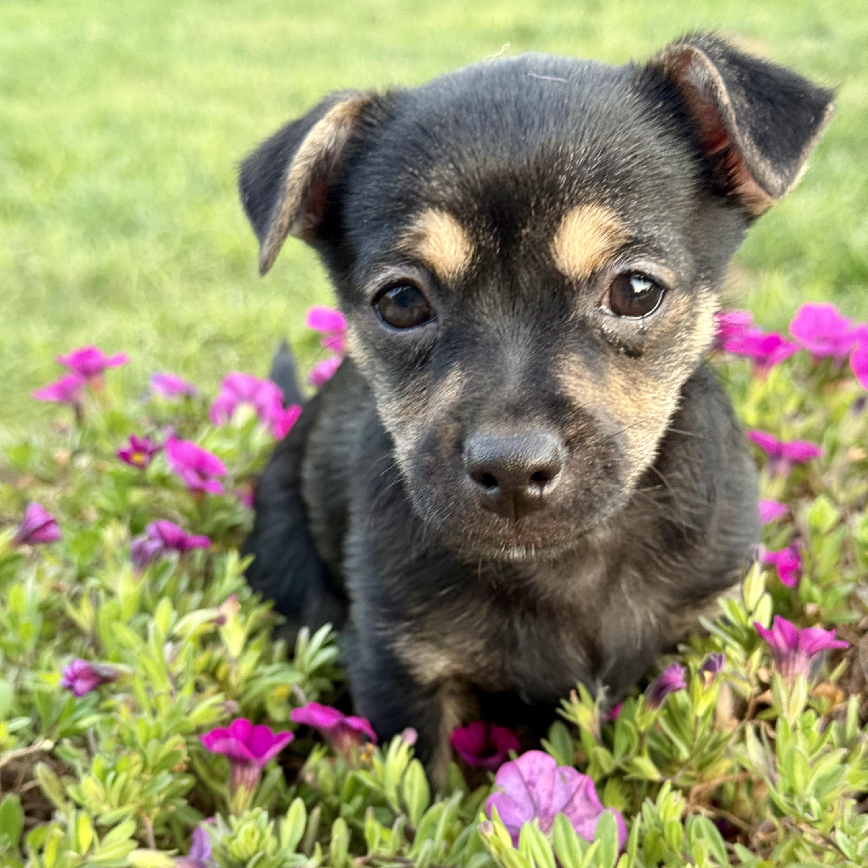 Prime, ADOPTABLE, Puppy Male Yorkshire Terrier & Chihuahua.