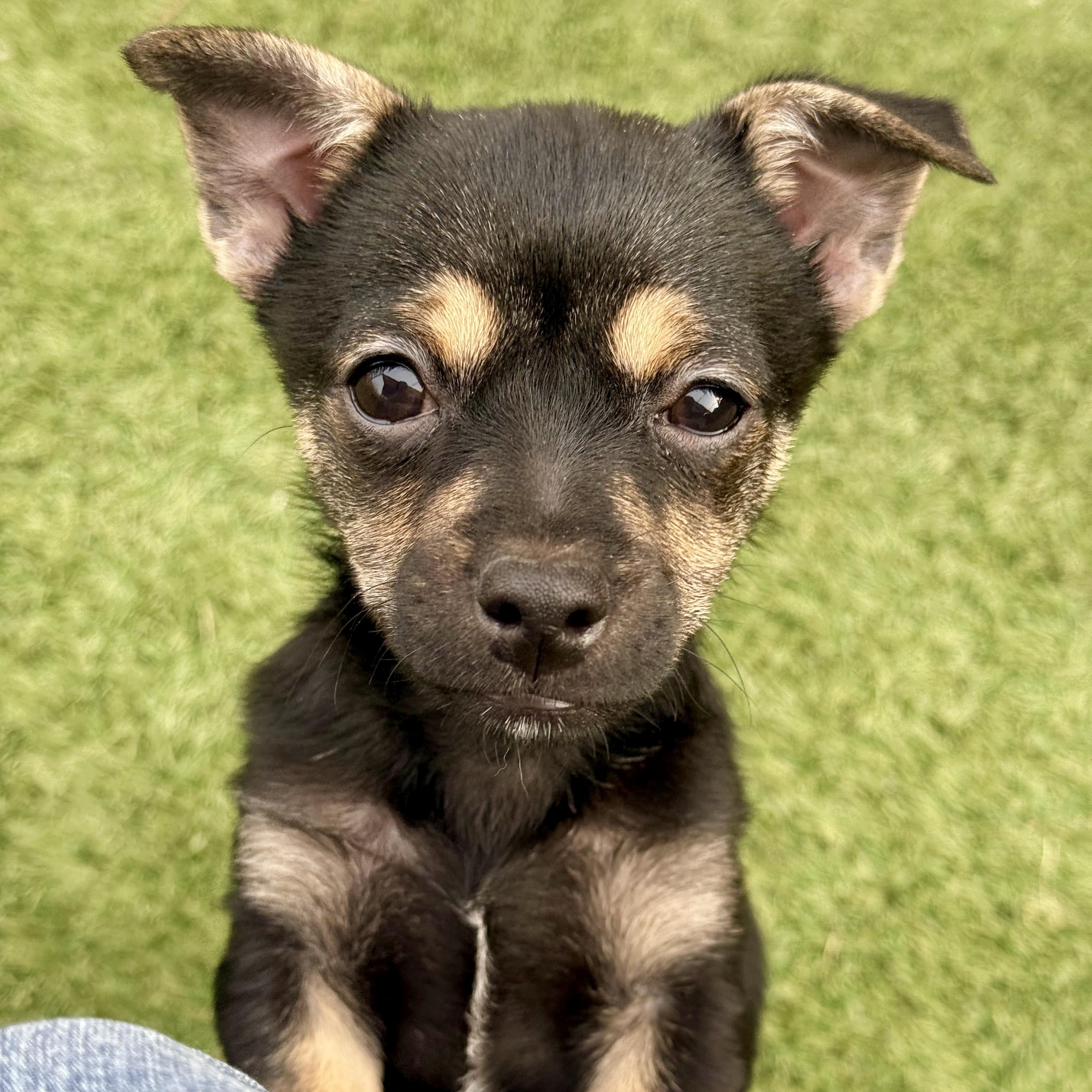 Prime, a ADOPTABLE mixed breed in modesto, CA image 2/5