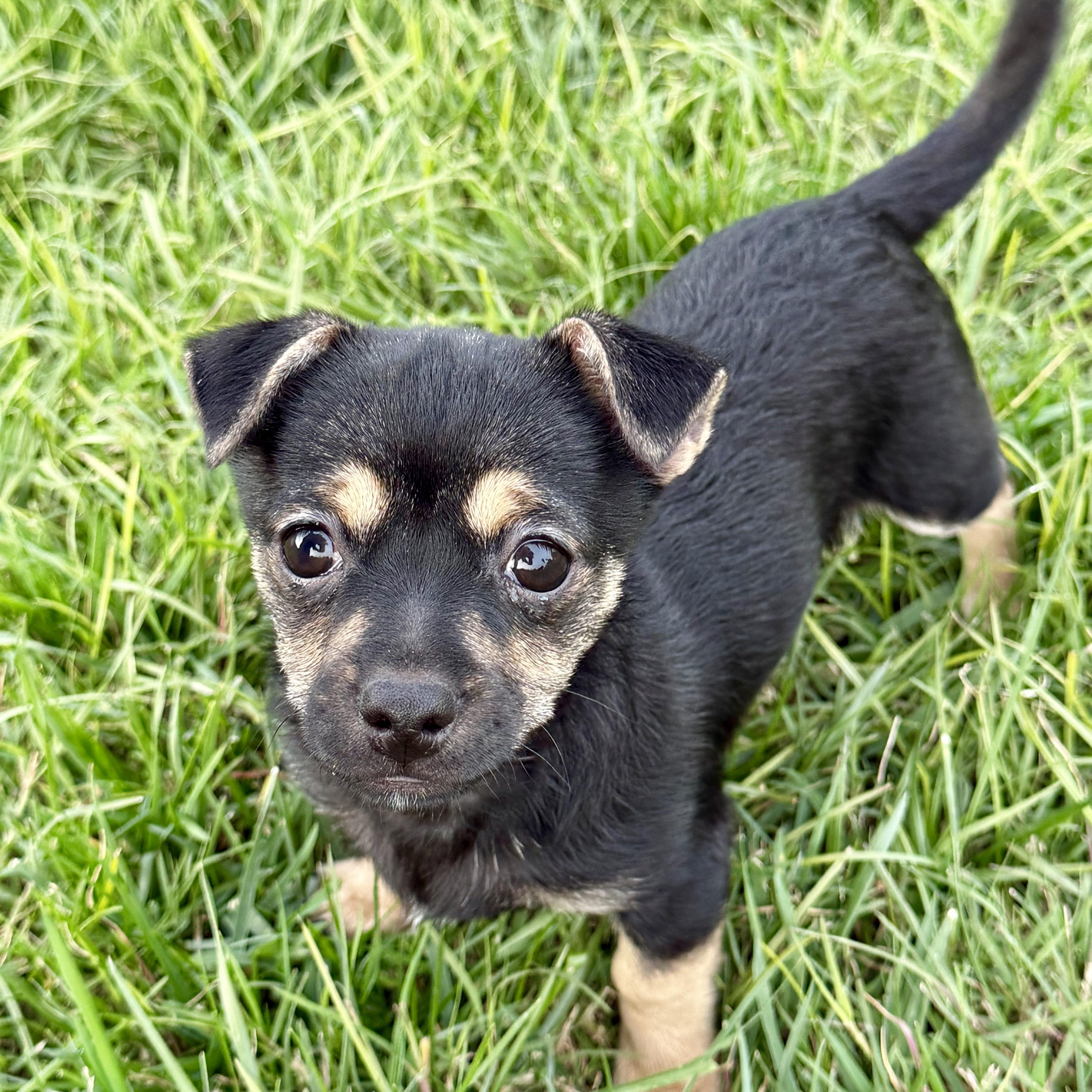 Prime, a ADOPTABLE mixed breed in modesto, CA image 3/5