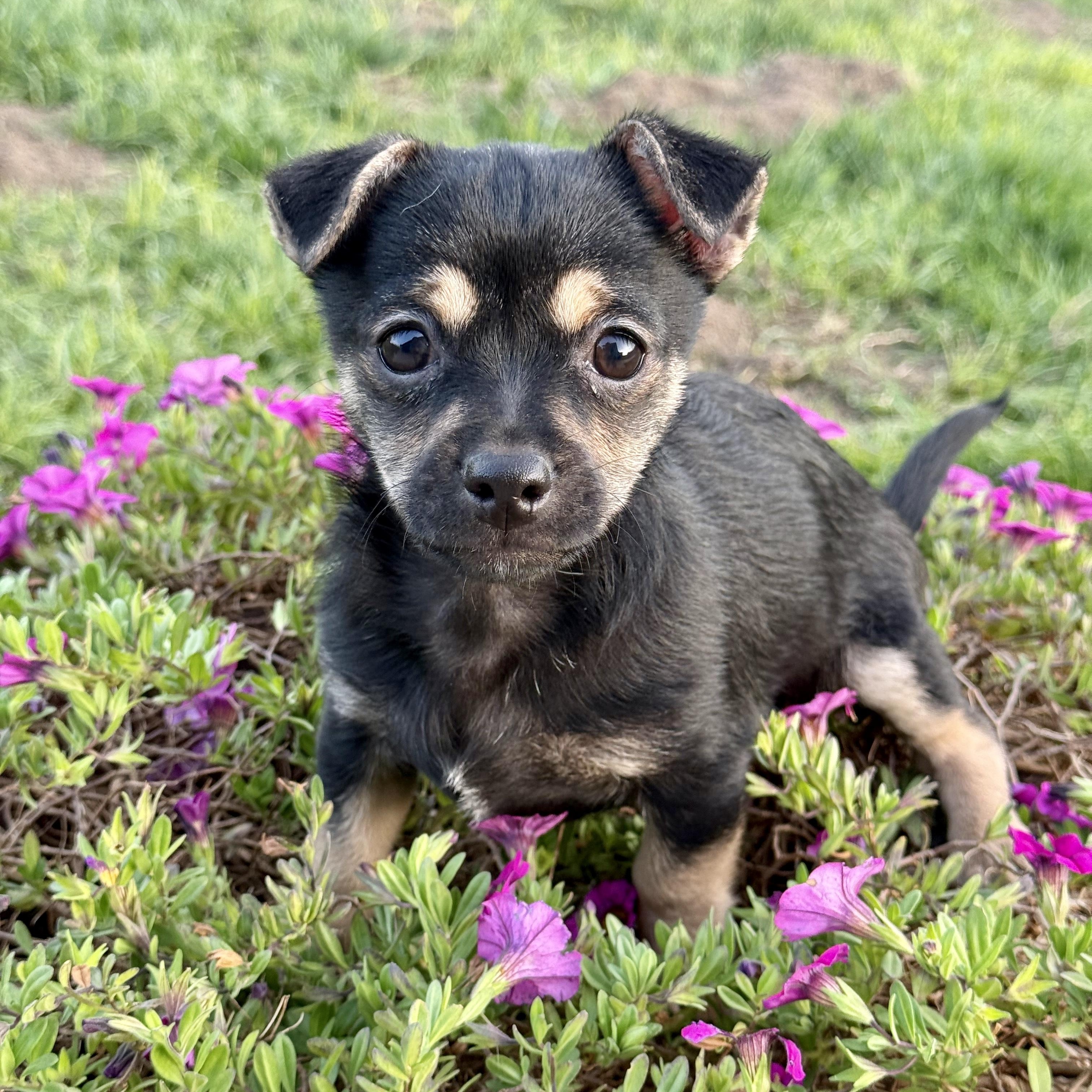 Prime, a ADOPTABLE mixed breed in modesto, CA image 4/5