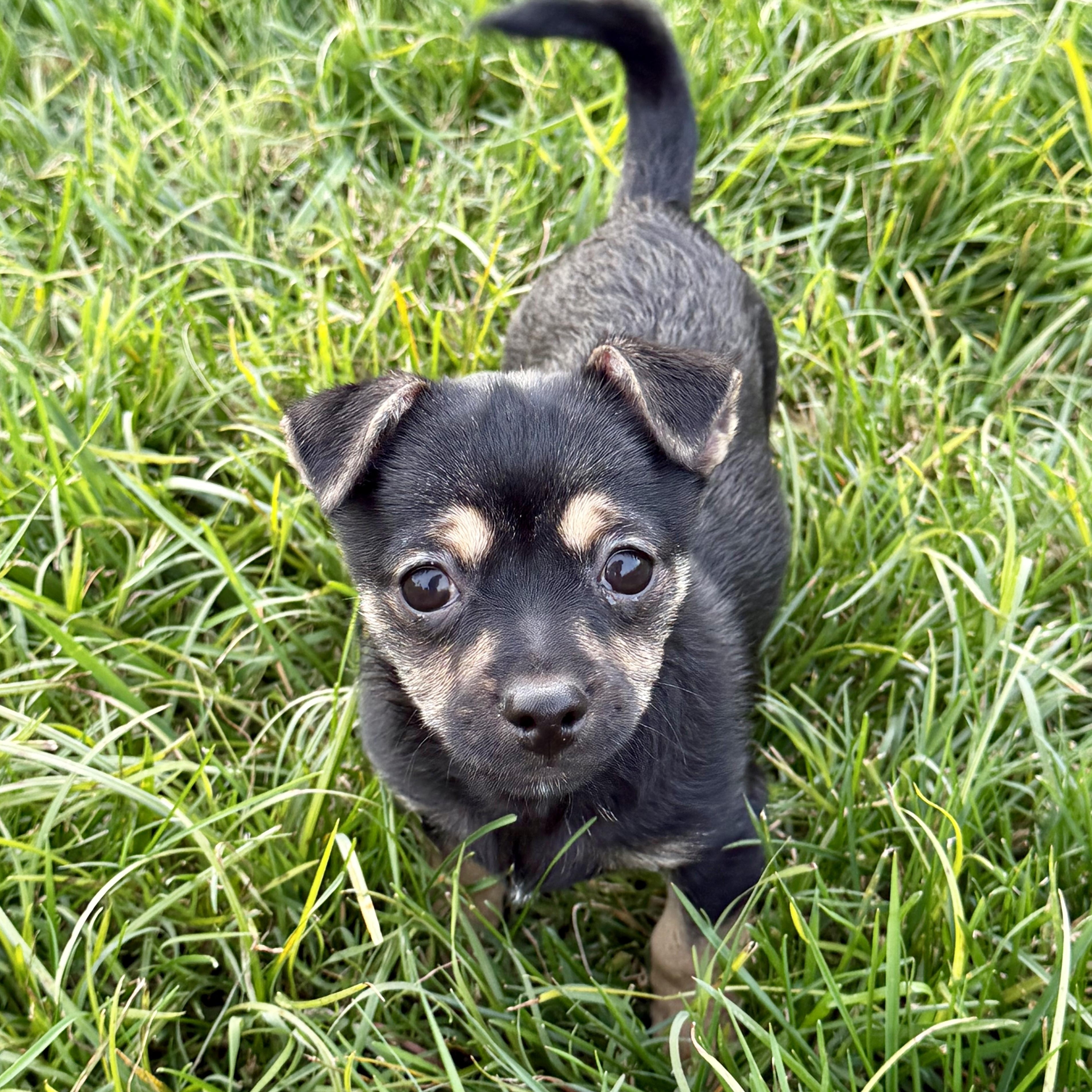 Prime, a ADOPTABLE mixed breed in modesto, CA image 5/5
