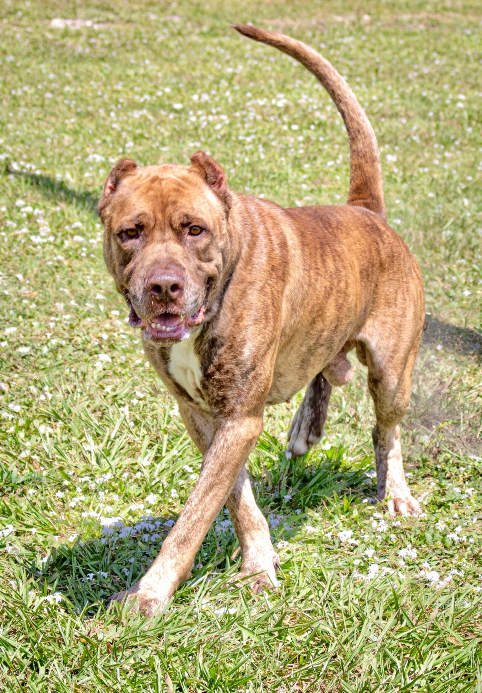 Baygo, Adoptable, Adult Male Cane Corso.