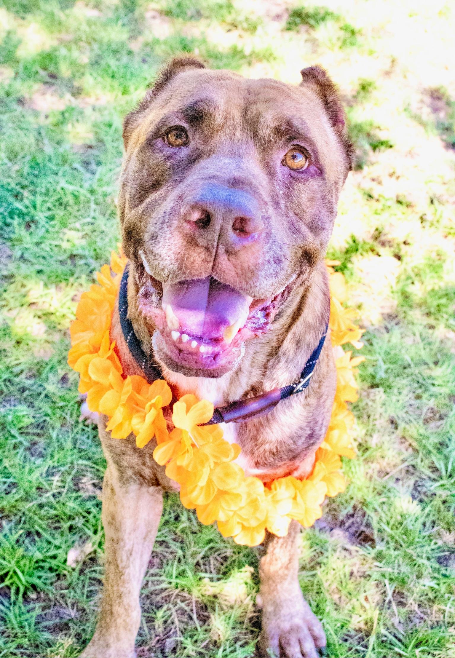 Baygo, a Adoptable Cane Corso in Orlando, FL image 3/3