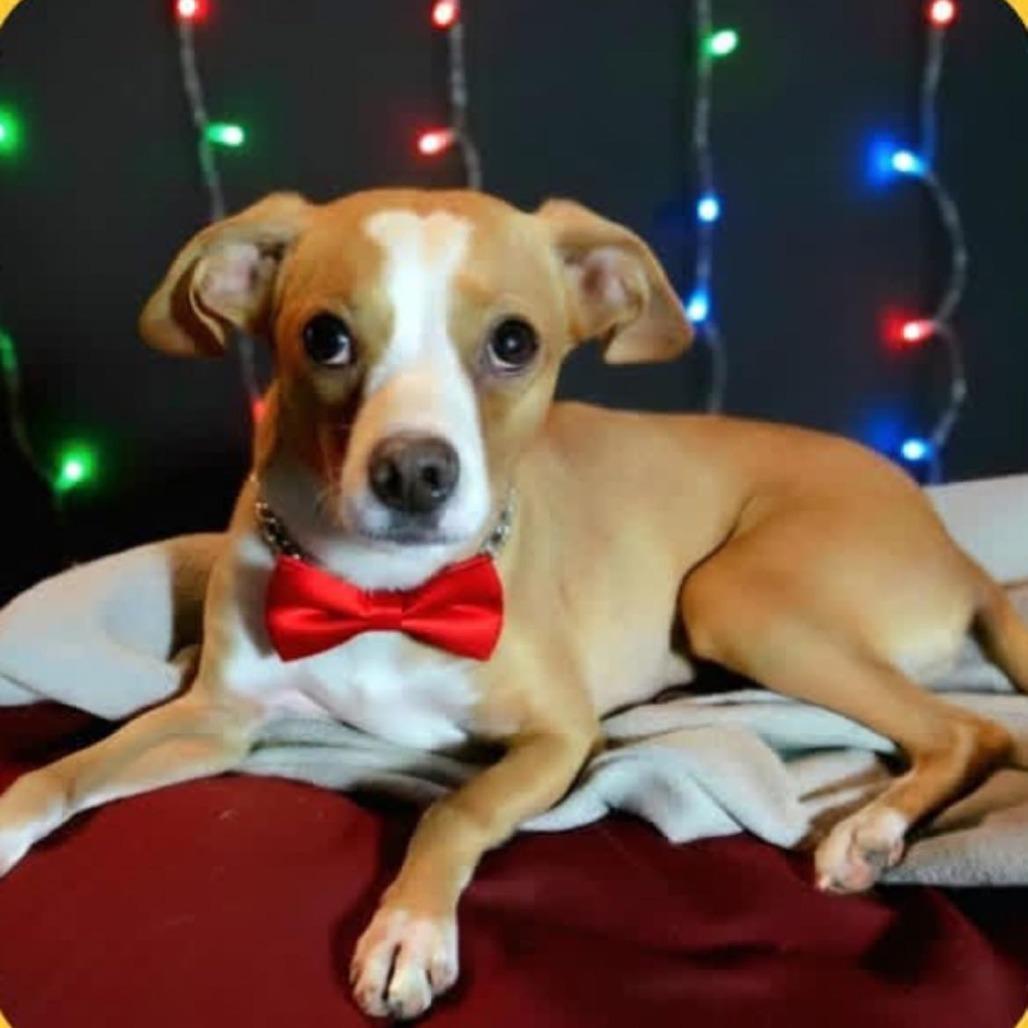 Enlarge Bruiser, a Adoptable Chihuahua in Enterprise, AL image 2/2