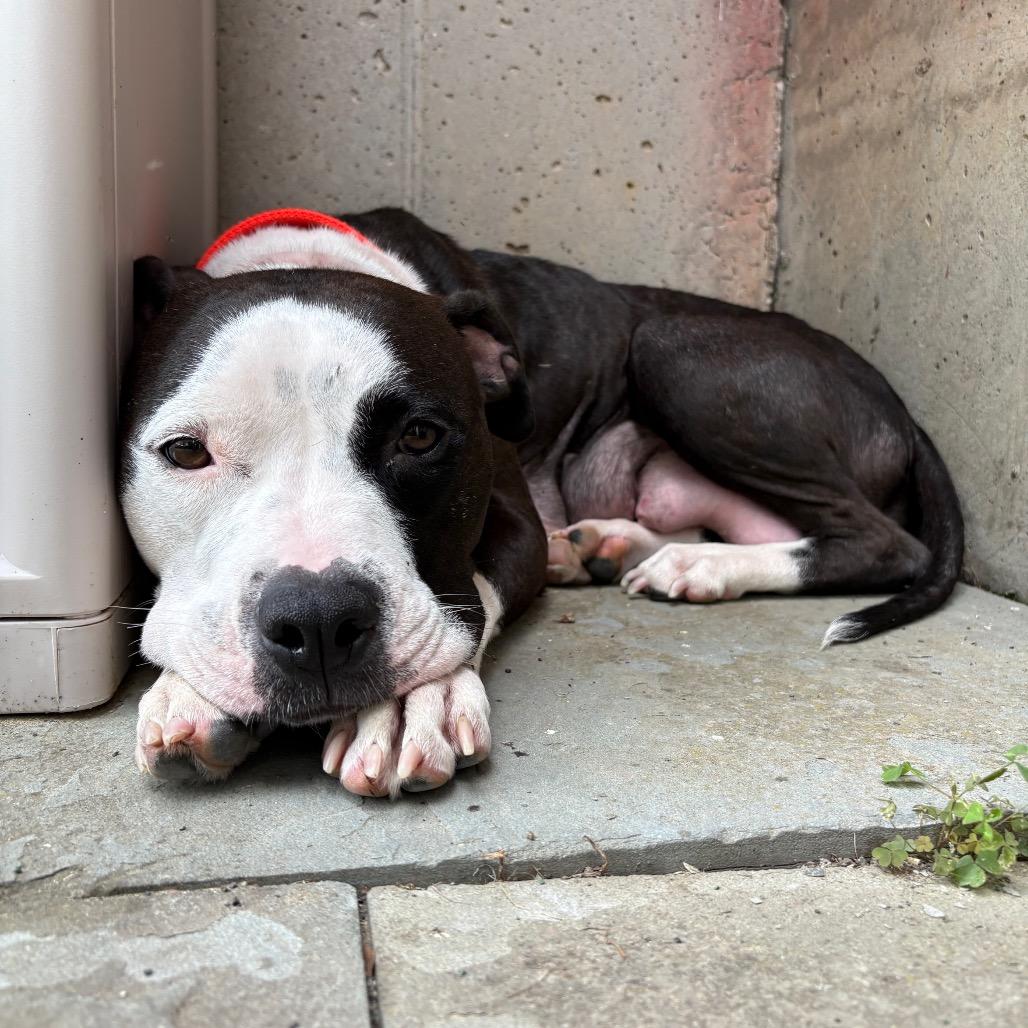 Charlotte's Web, Adoptable, Adult Female Mixed Breed.