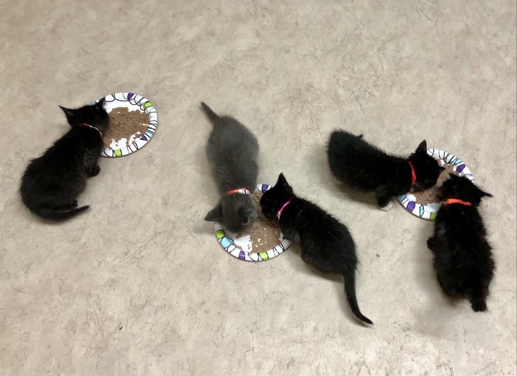 Portico, Adoptable, Adult Female Domestic Short Hair.