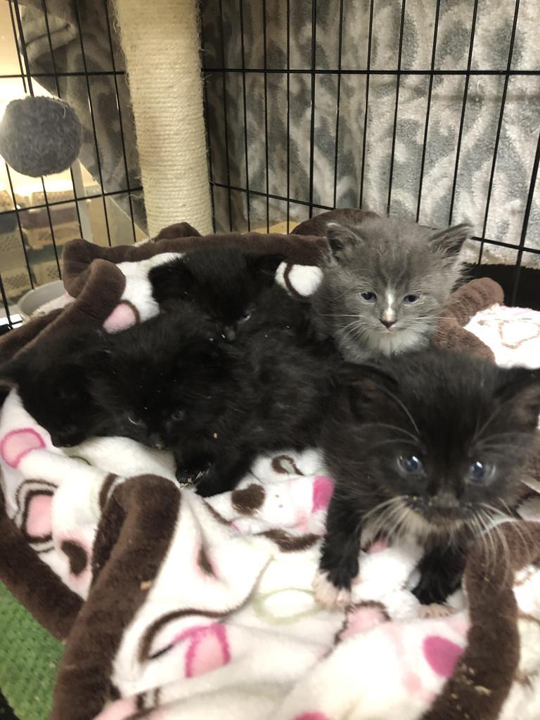 Enlarge Portico, a Adoptable mixed breed in Sherwood, OR image 3/6