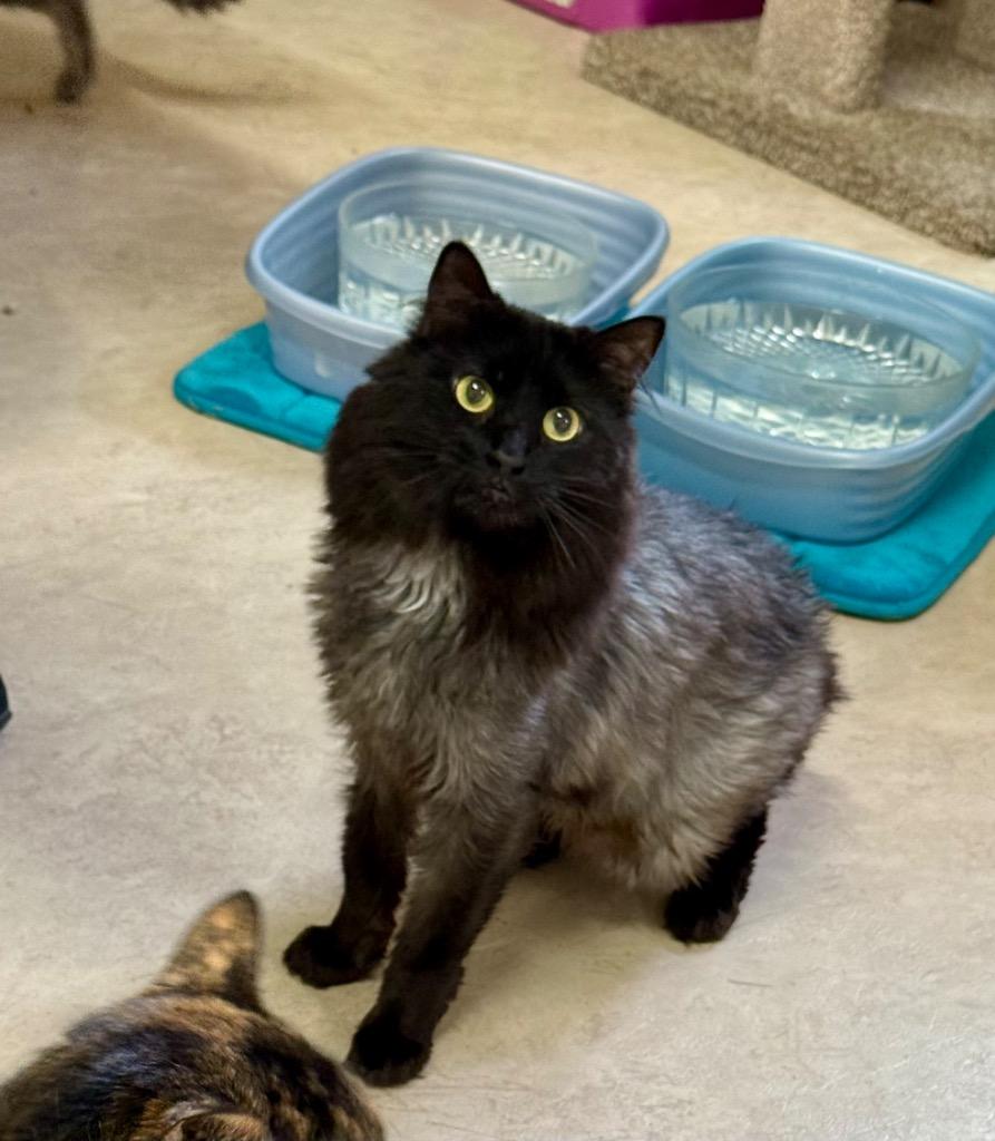 Enlarge Portico, a Adoptable mixed breed in Sherwood, OR image 4/6