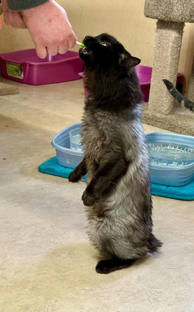 Enlarge Portico, a Adoptable mixed breed in Sherwood, OR image 5/6