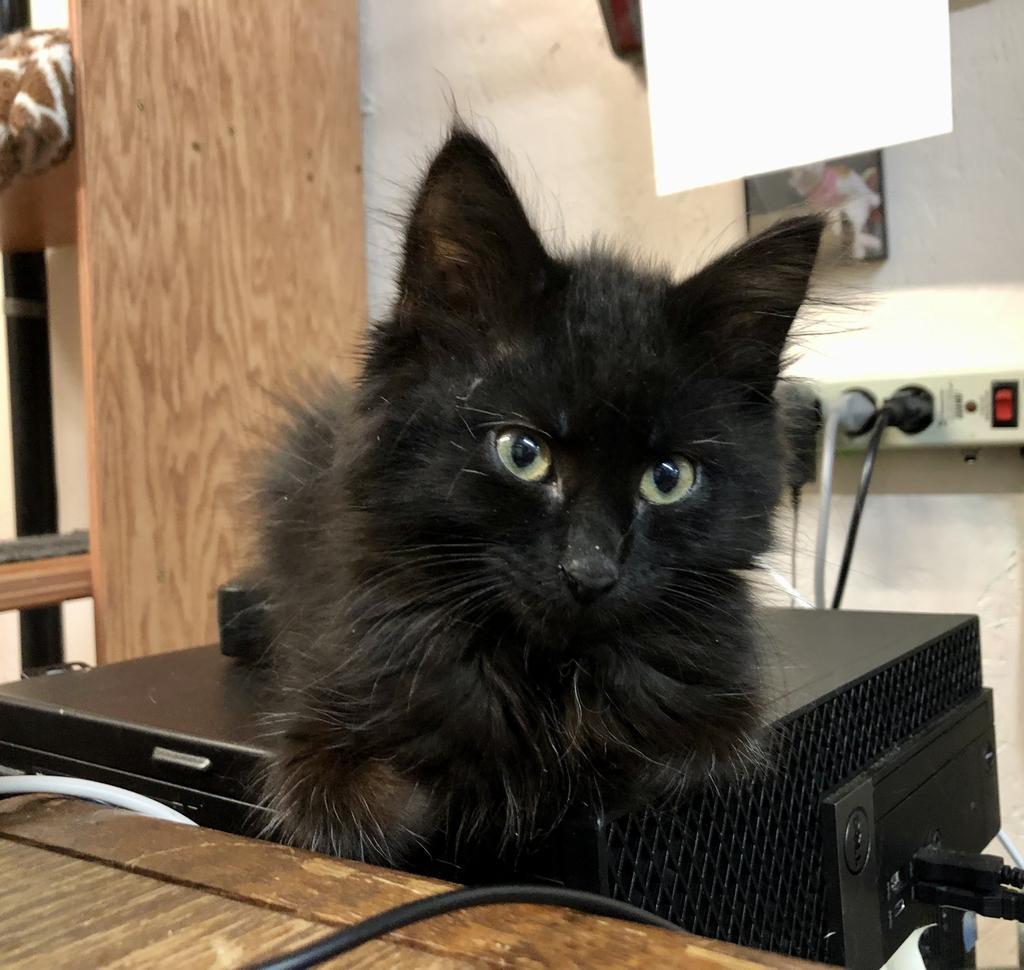 Enlarge Portico, a Adoptable mixed breed image 3/6