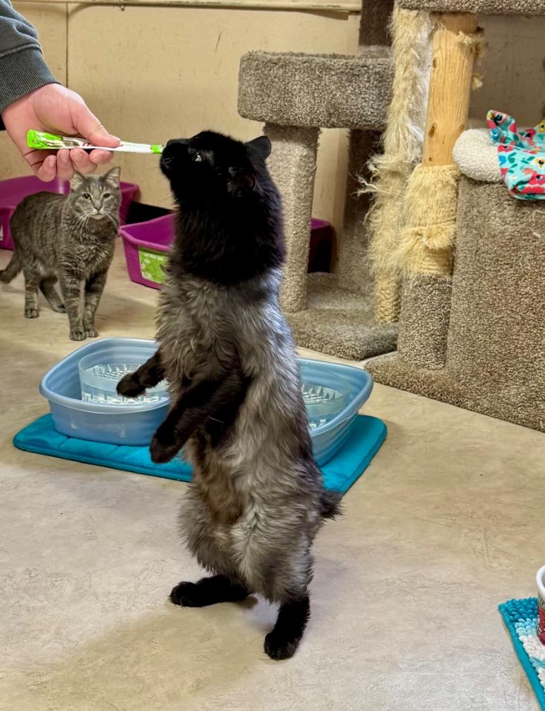 Enlarge Portico, a Adoptable mixed breed in Sherwood, OR image 6/6