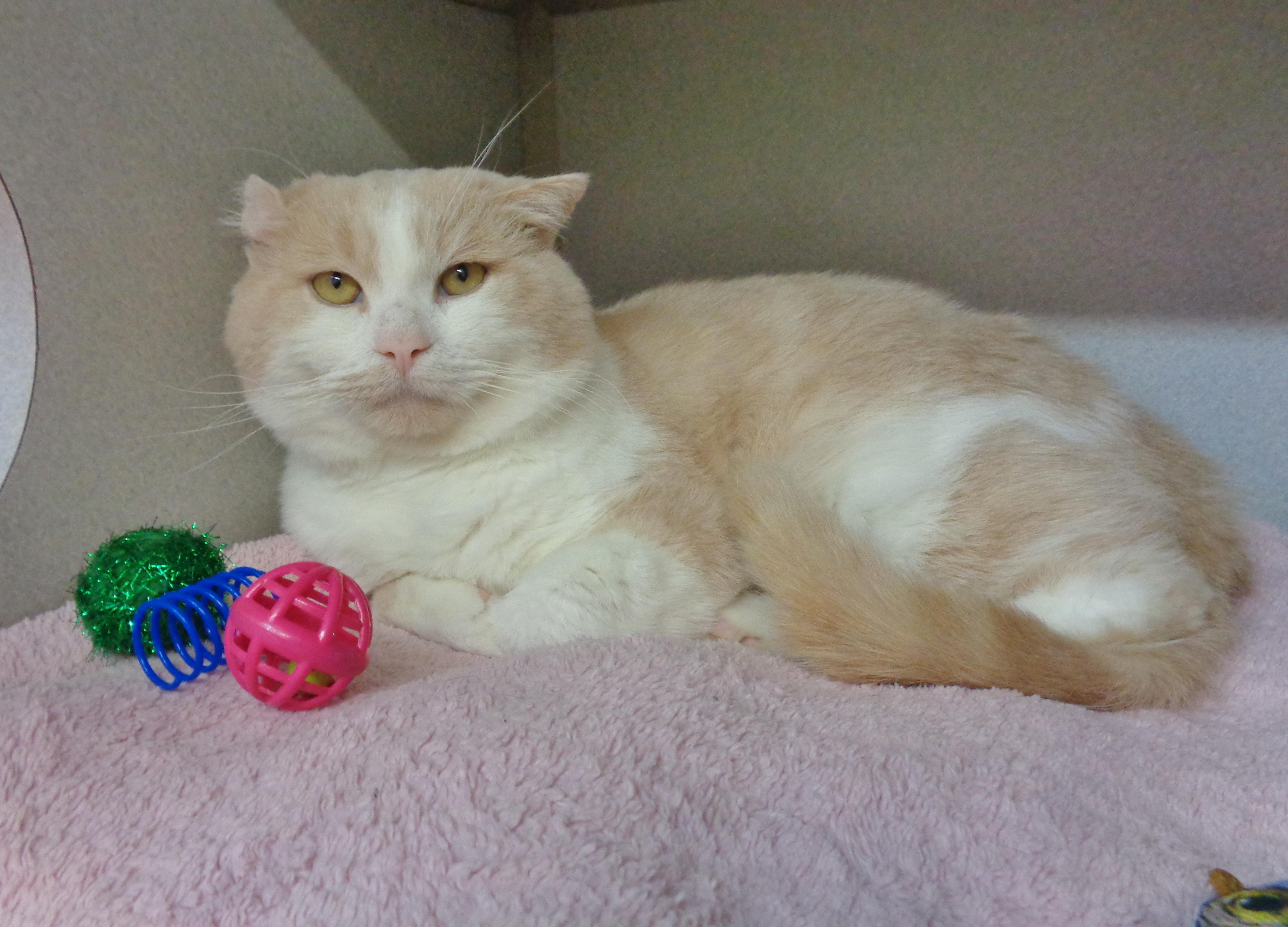 Enlarge HERMIE, an adopted Domestic Short Hair in Delhi, NY image 2/6