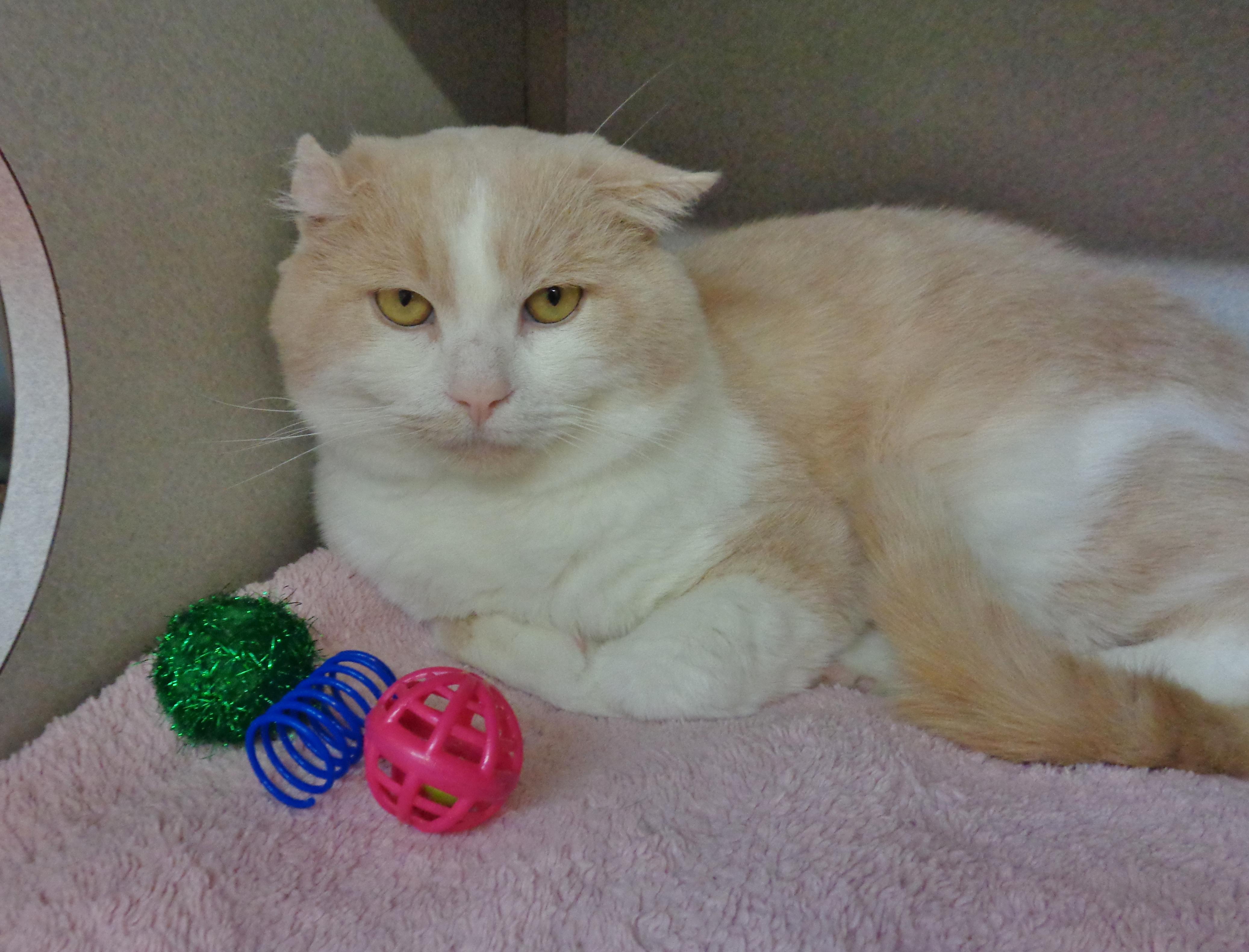 Enlarge HERMIE, an adopted Domestic Short Hair in Delhi, NY image 3/6