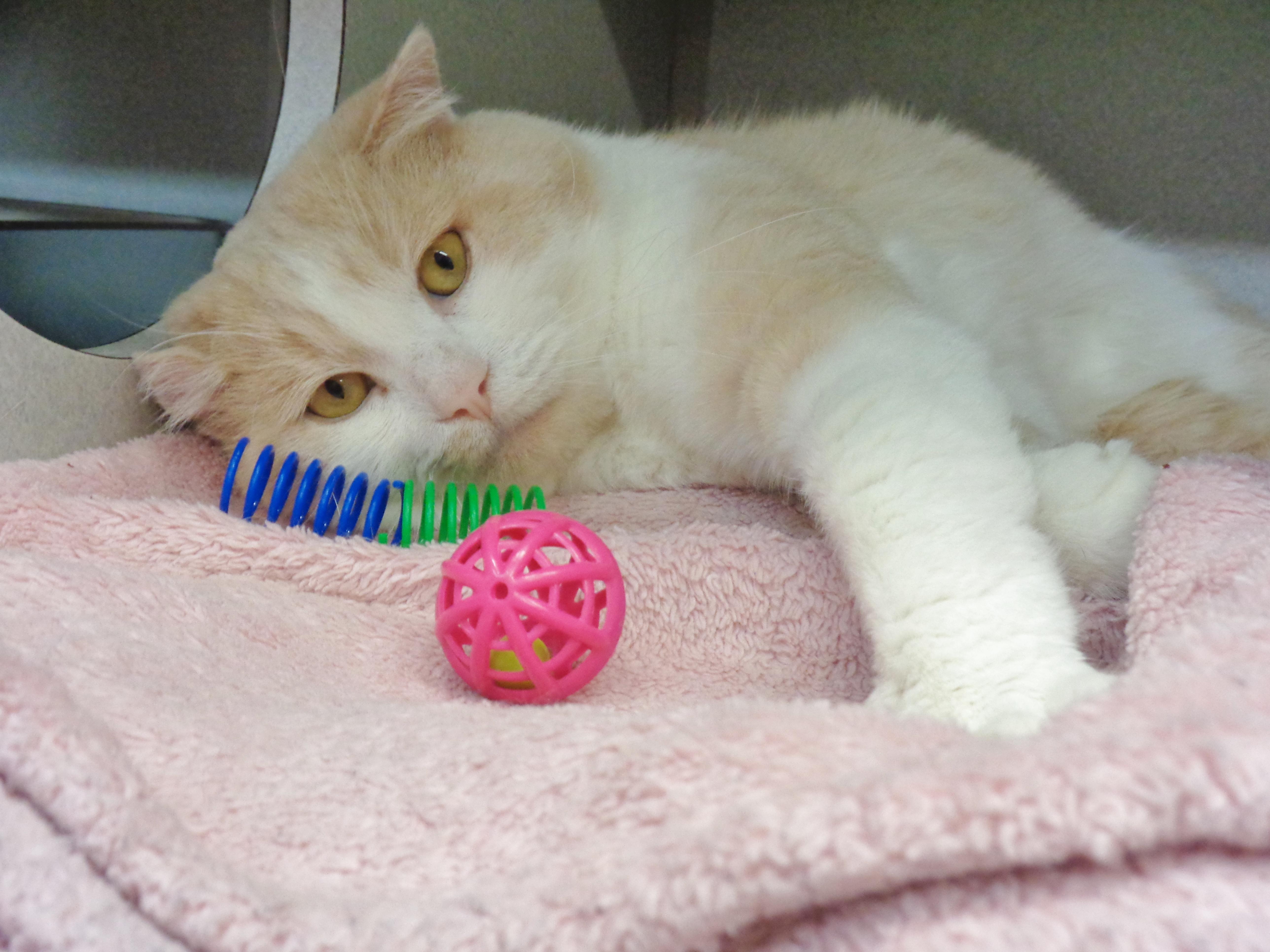 HERMIE, adopted, Adult Male Domestic Short Hair.