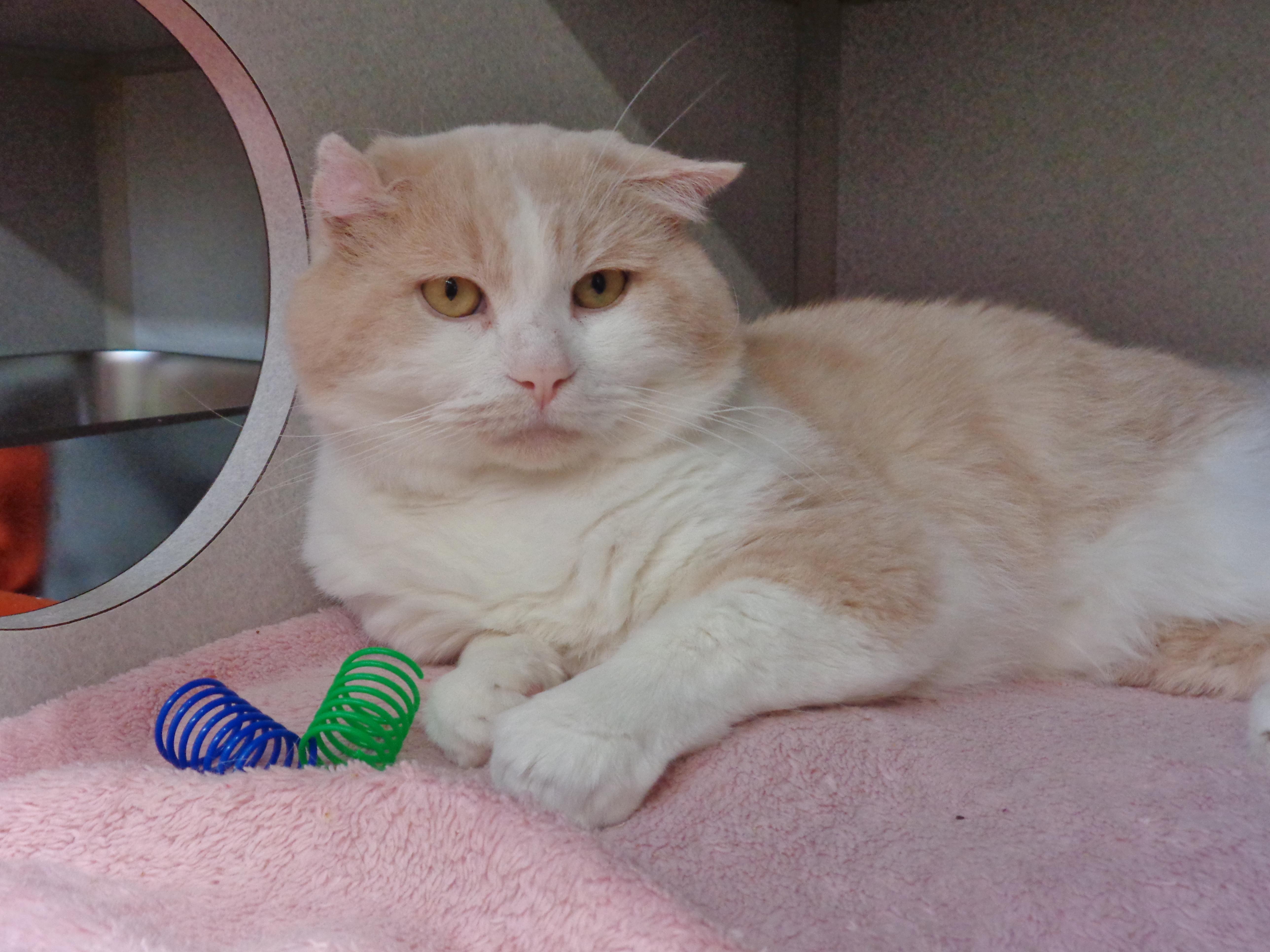 Enlarge HERMIE, an adopted Domestic Short Hair in Delhi, NY image 6/6