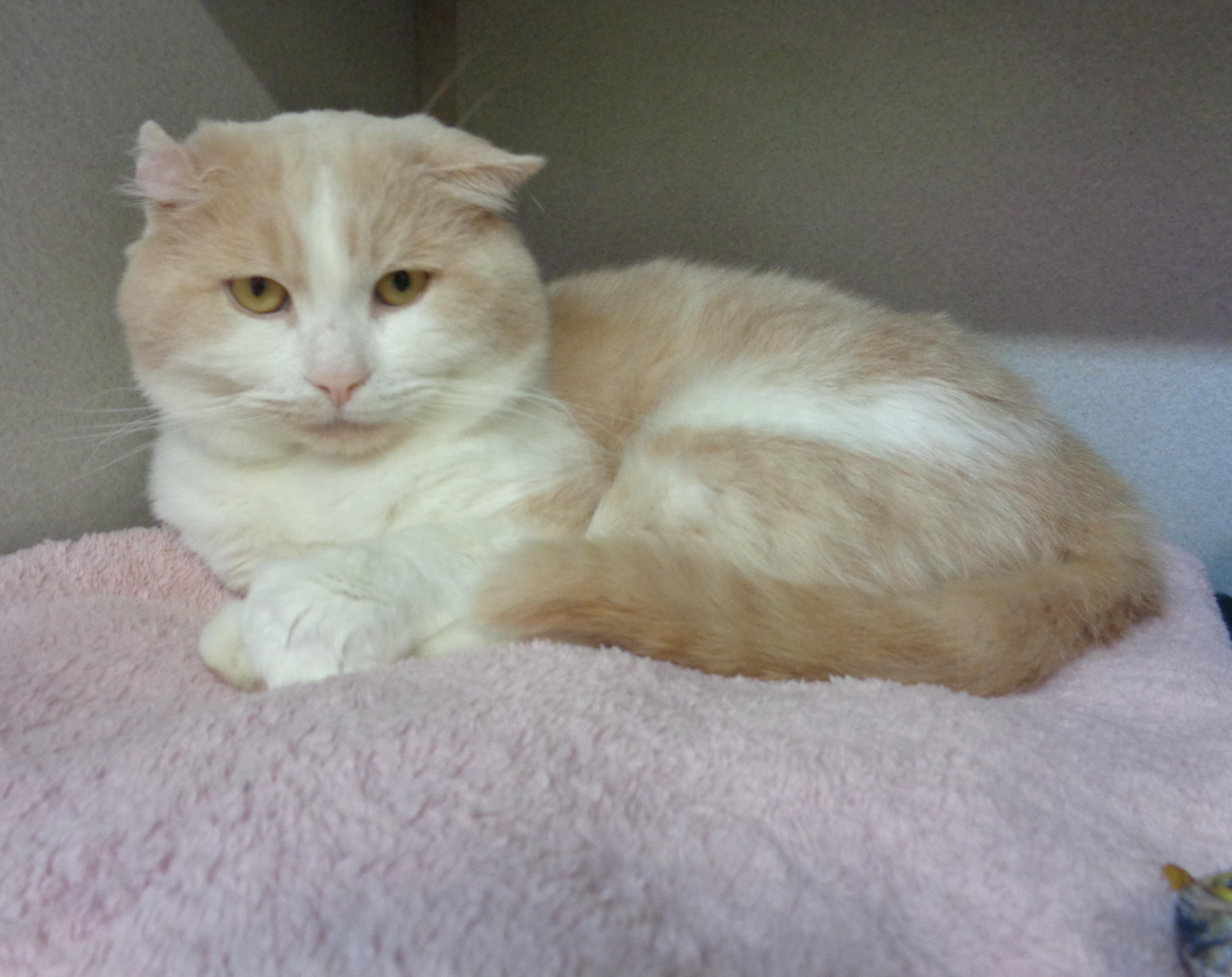 Enlarge HERMIE, an adopted Domestic Short Hair in Delhi, NY image 4/6