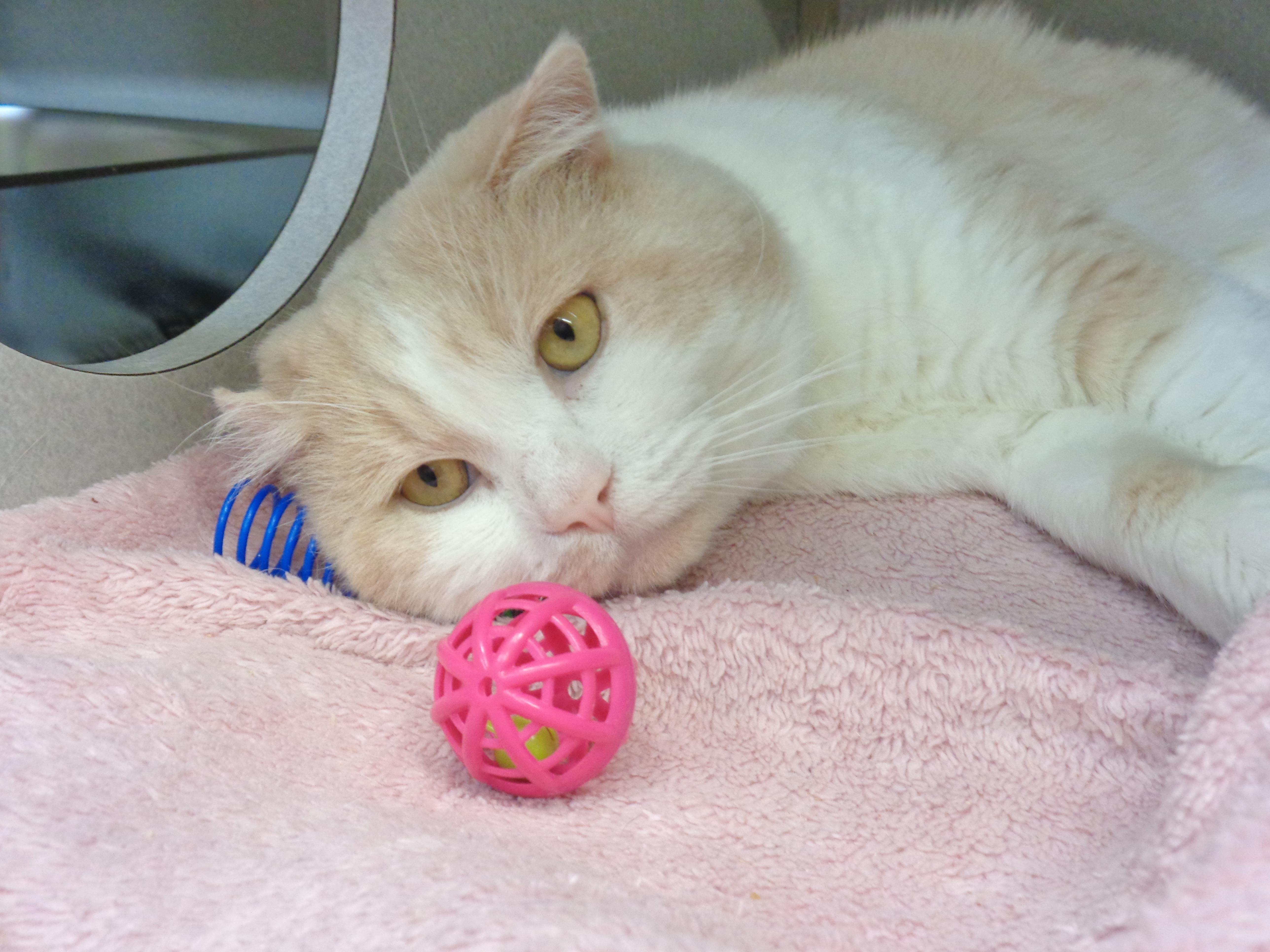 Enlarge HERMIE, an adopted Domestic Short Hair in Delhi, NY image 5/6
