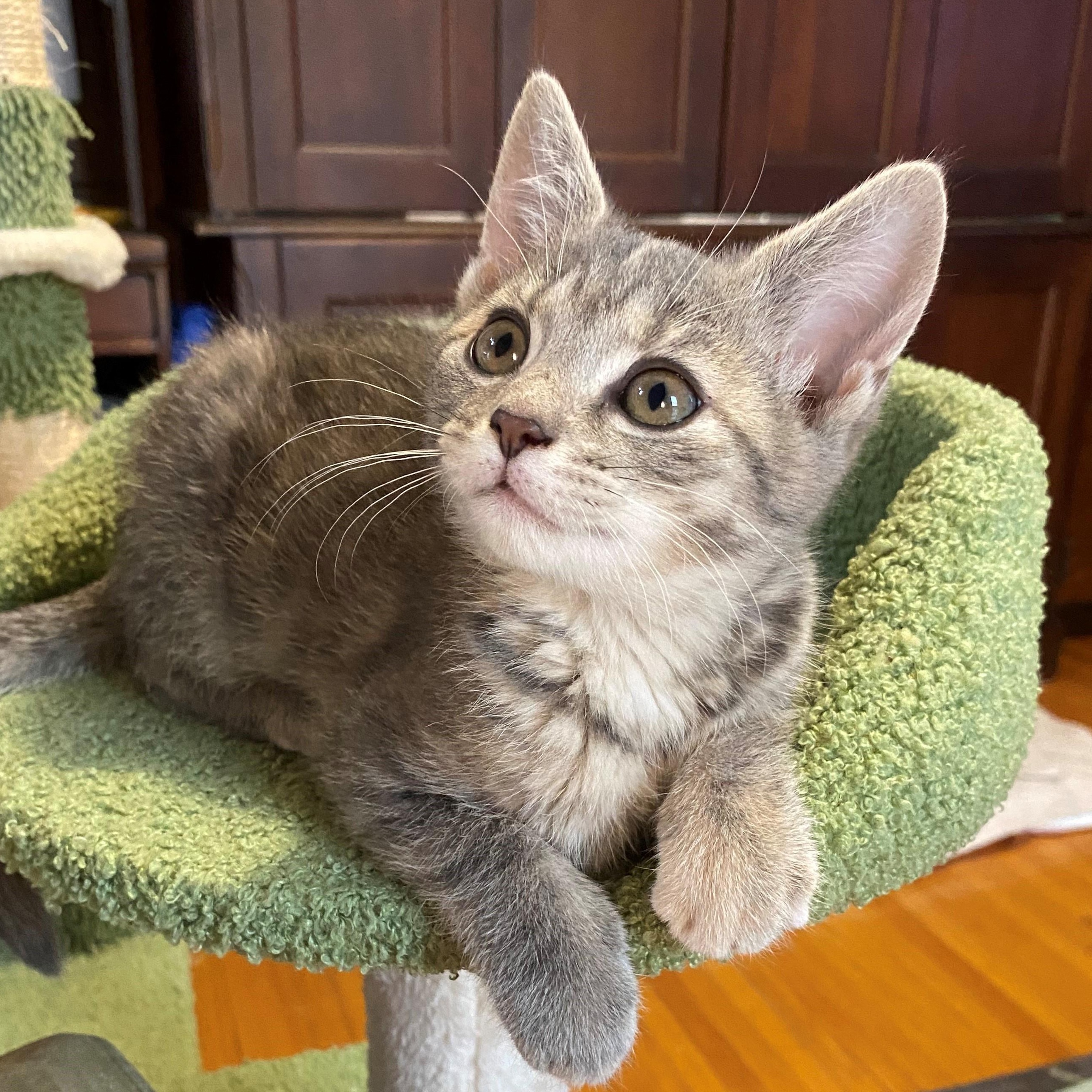 Rhoda, an adopted mixed breed in Minneapolis, MN image 1/5