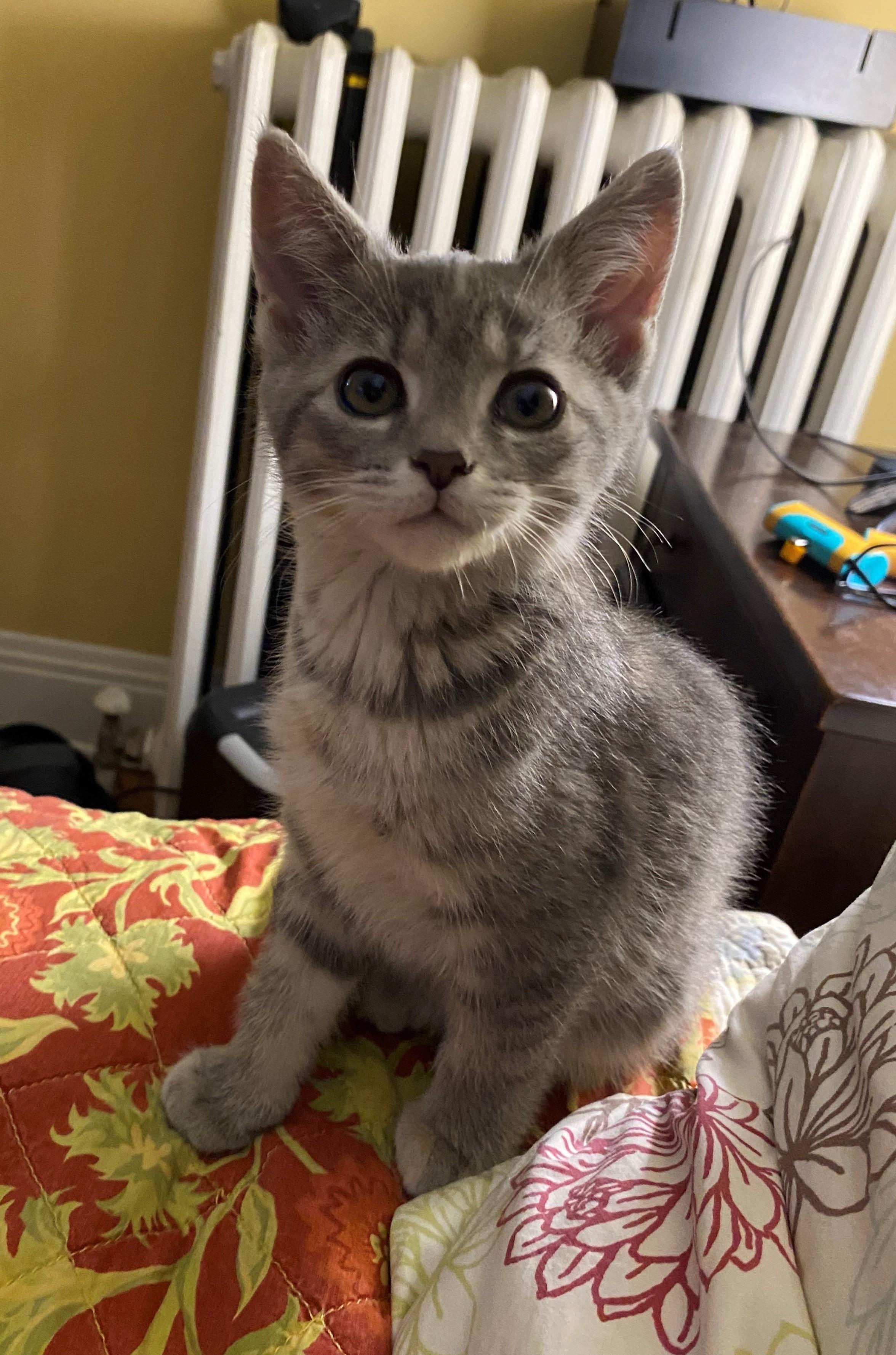 Rhoda, an adopted mixed breed in Minneapolis, MN image 2/5