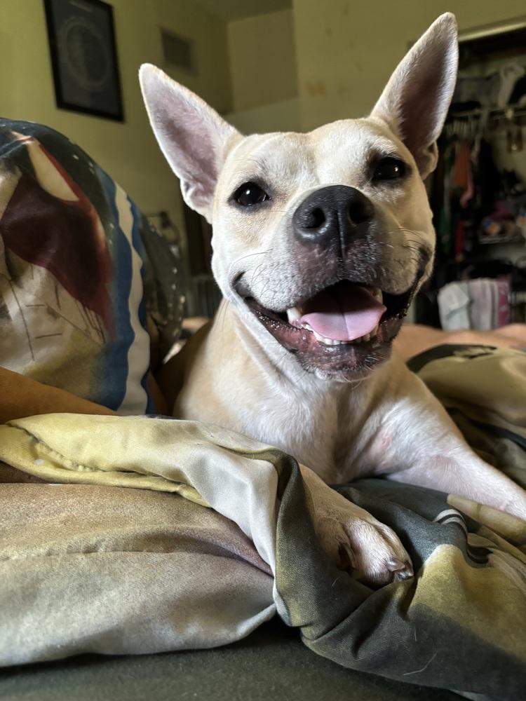 Chip, Adoptable, Adult Female Pit Bull Terrier.