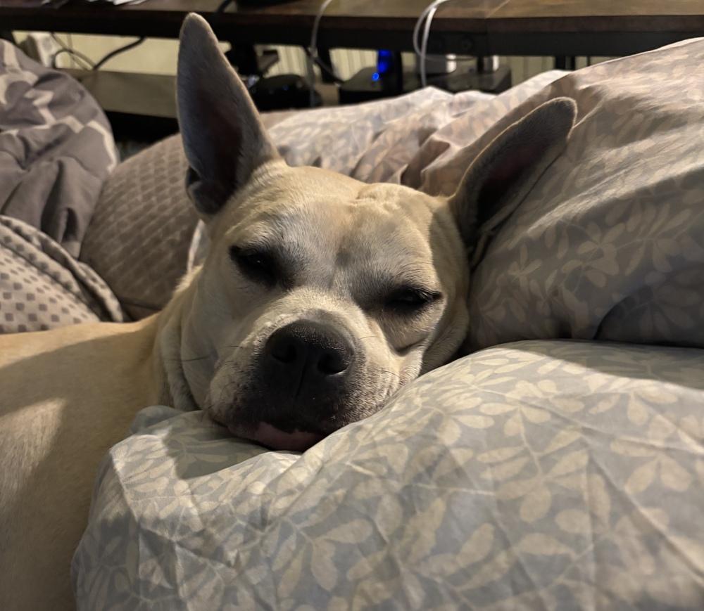 Enlarge Chip, a Adoptable mixed breed in Orlando, FL image 2/6