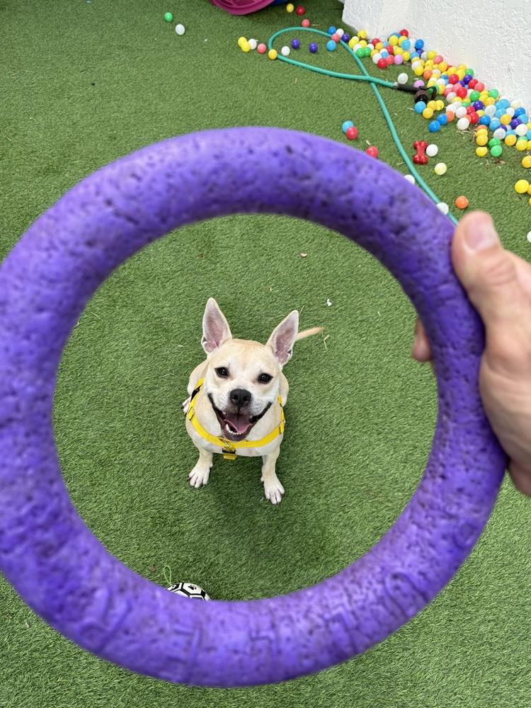 Enlarge Chip, a Adoptable mixed breed in Orlando, FL image 2/4