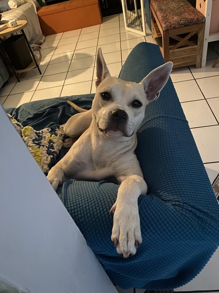 Chip, Adoptable, Adult Female Pit Bull Terrier.