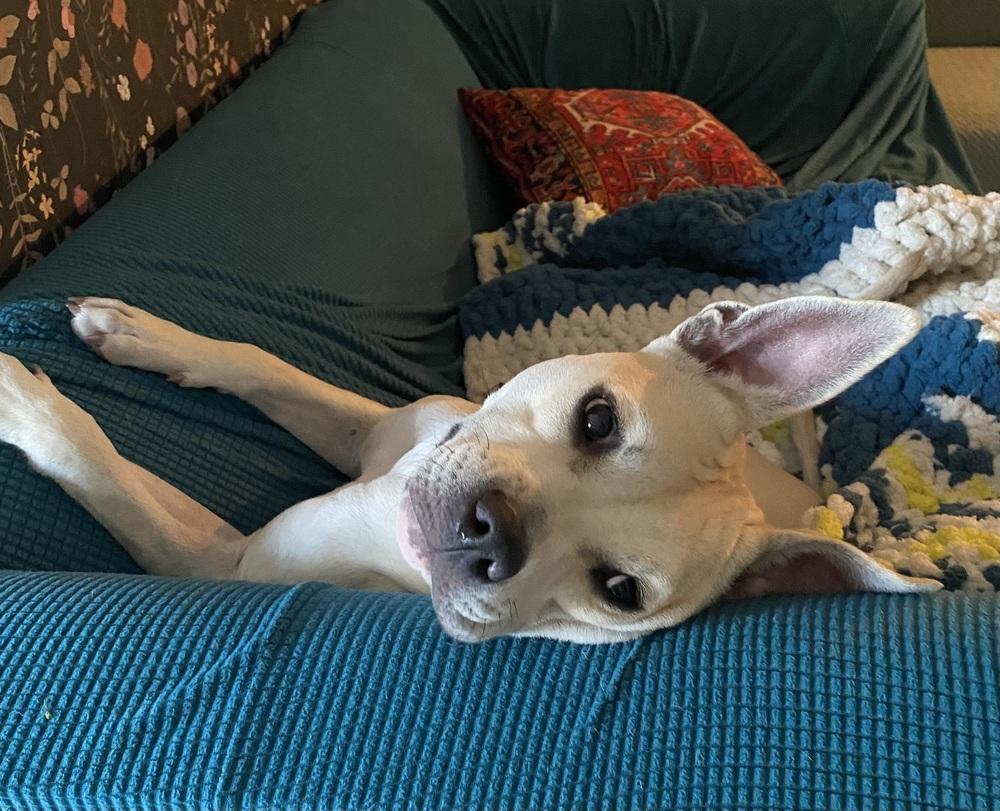 Enlarge Chip, a Adoptable mixed breed in Orlando, FL image 4/4