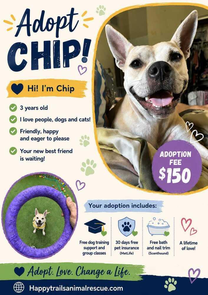 Enlarge Chip, a Adoptable mixed breed in Orlando, FL image 6/6