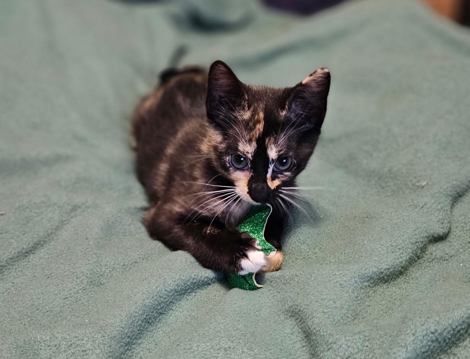 Enlarge Minnie, a Adoptable Domestic Short Hair in Social Circle, GA image 1/3