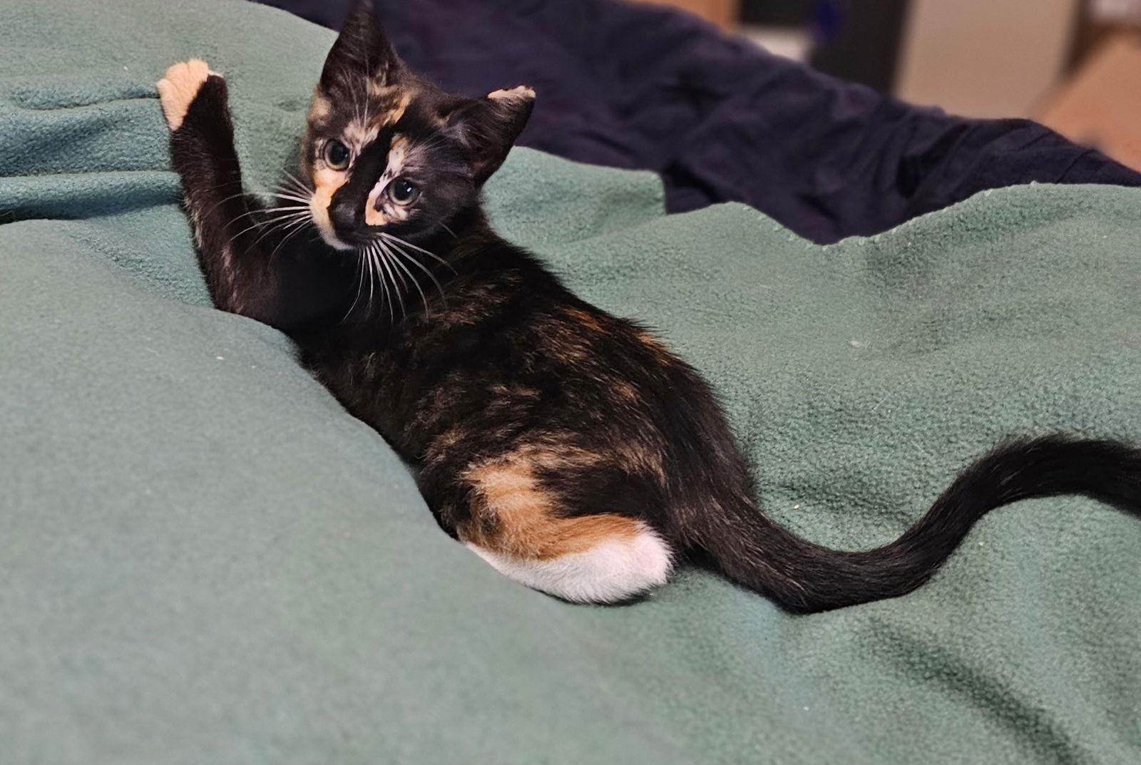 Enlarge Minnie, a Adoptable Domestic Short Hair in Social Circle, GA image 2/3