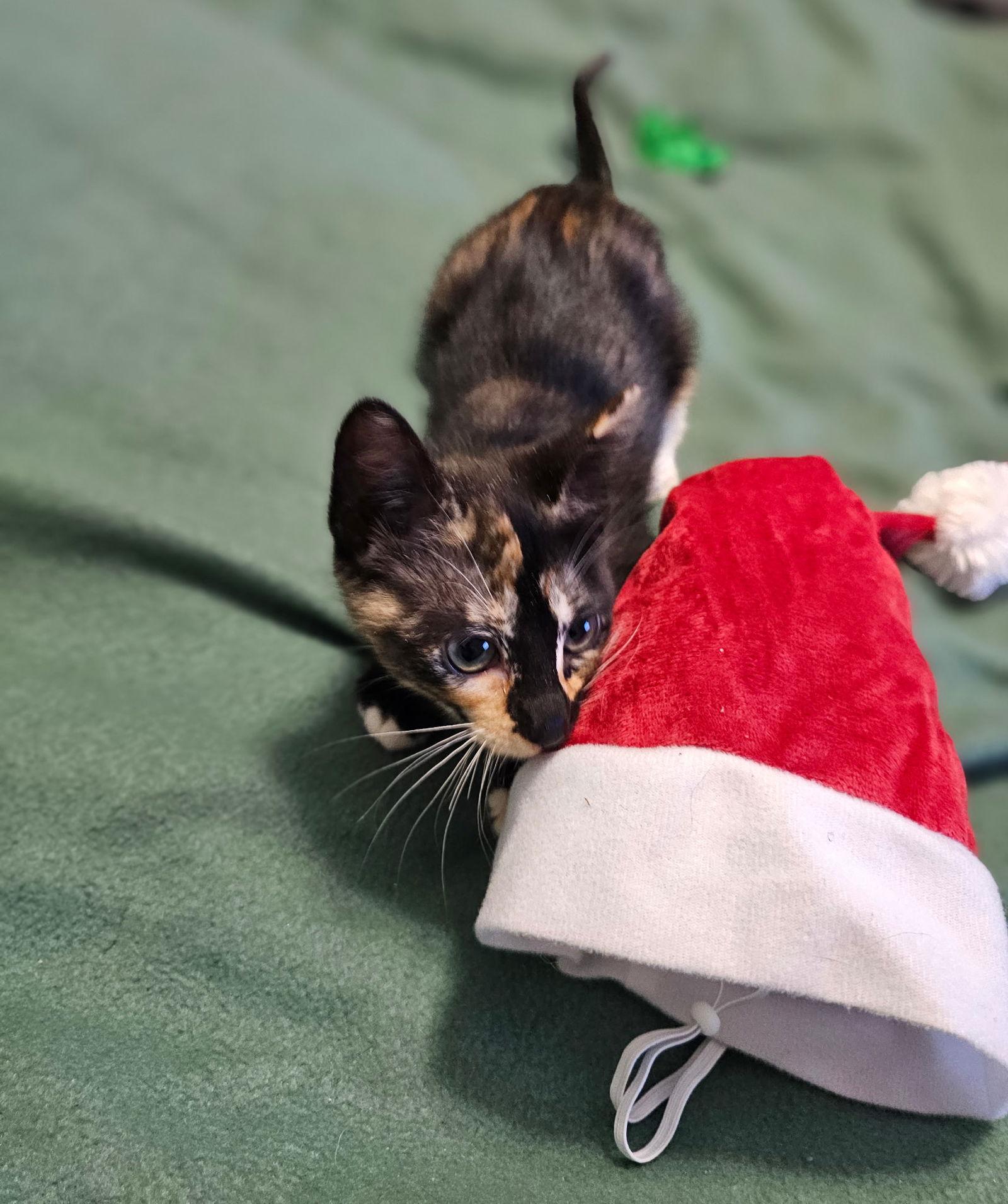 Enlarge Minnie, a Adoptable Domestic Short Hair in Social Circle, GA image 3/3