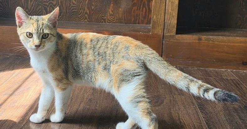 Hildegard, Adoptable, Kitten Female Domestic Short Hair.